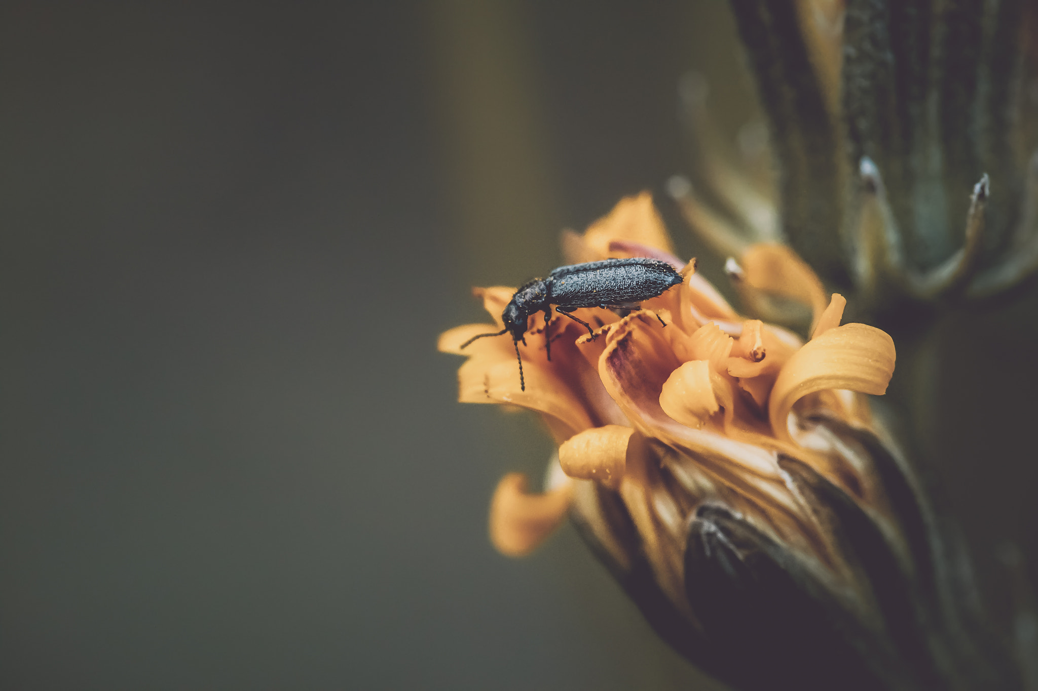 Canon EF-S 60mm F2.8 Macro USM sample photo. *** photography
