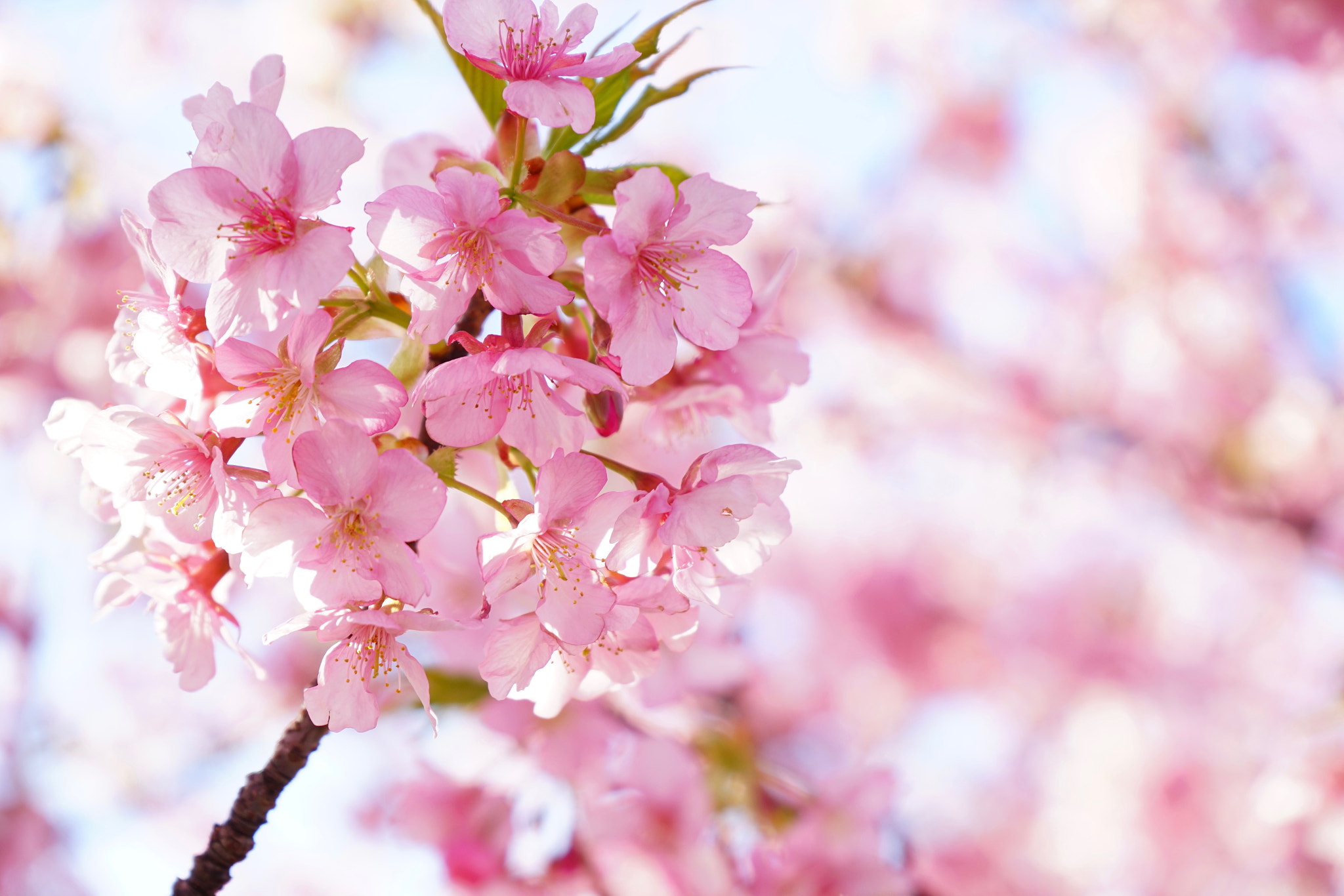 Sony FE 28-70mm F3.5-5.6 OSS sample photo. Cherry blossom photography