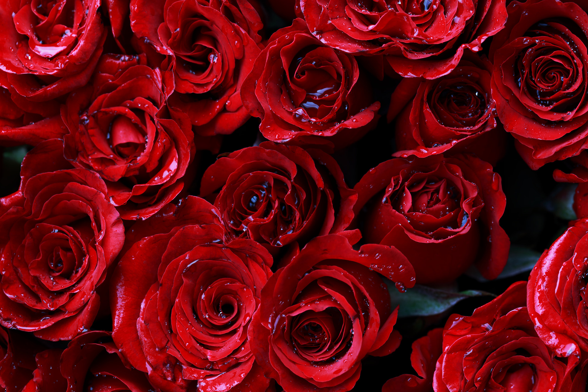 Canon EF 100mm F2.8L Macro IS USM sample photo. Rosas rojas! photography