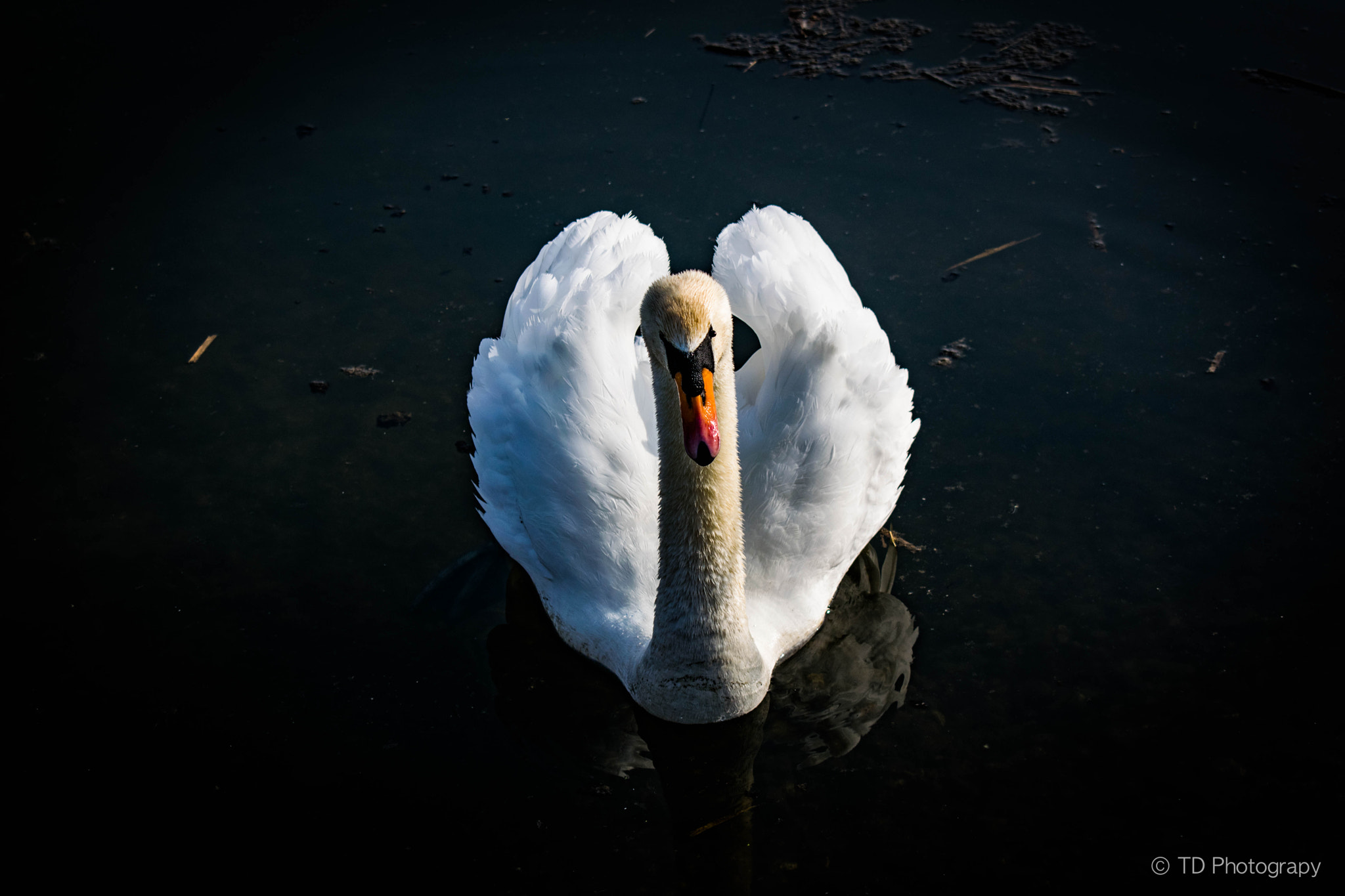 Nikon D3300 sample photo. White swan on the river photography
