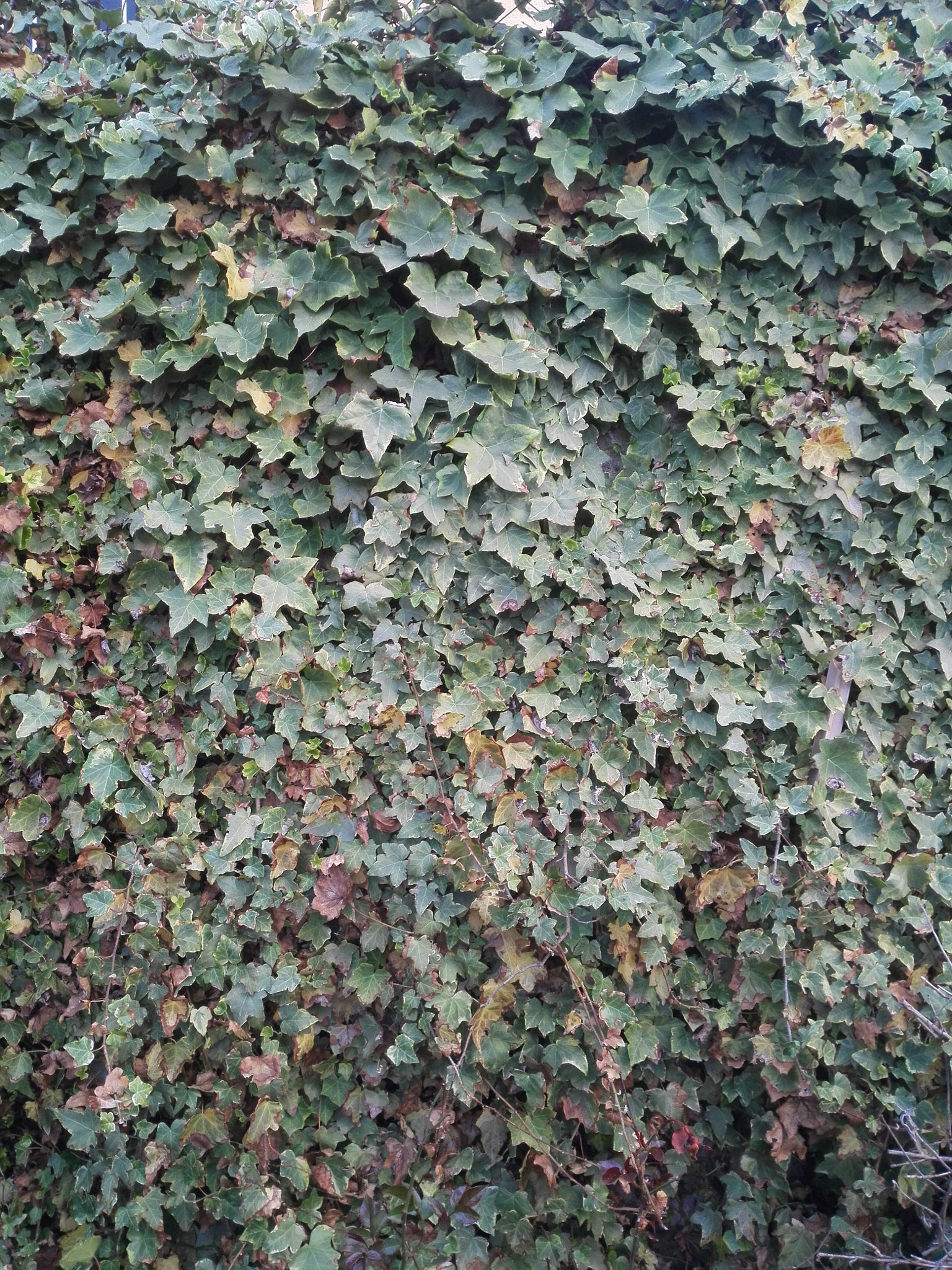HUAWEI P7-L10 sample photo. Wall photography
