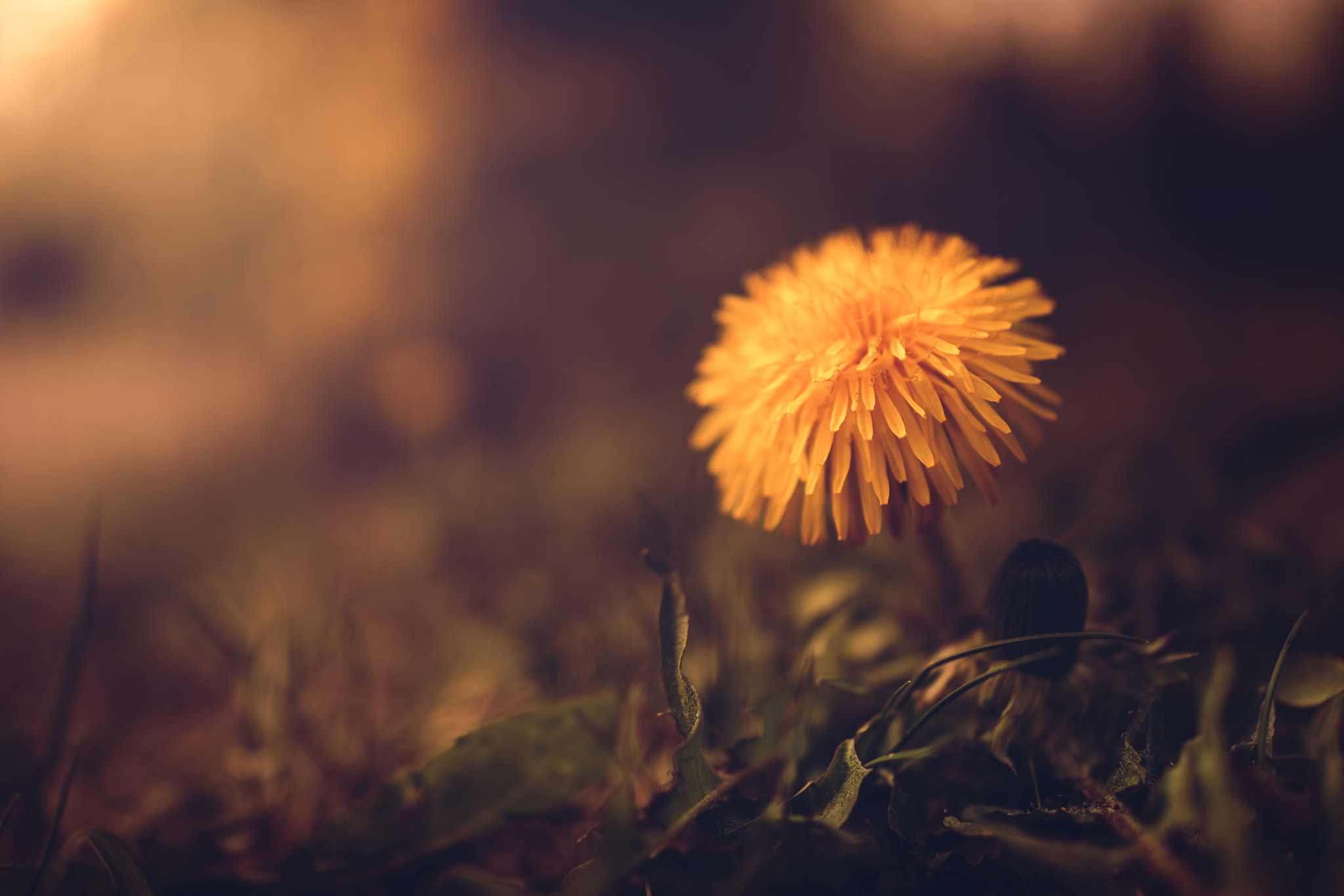 35mm F2.0 sample photo. Spring helps the dandelion photography