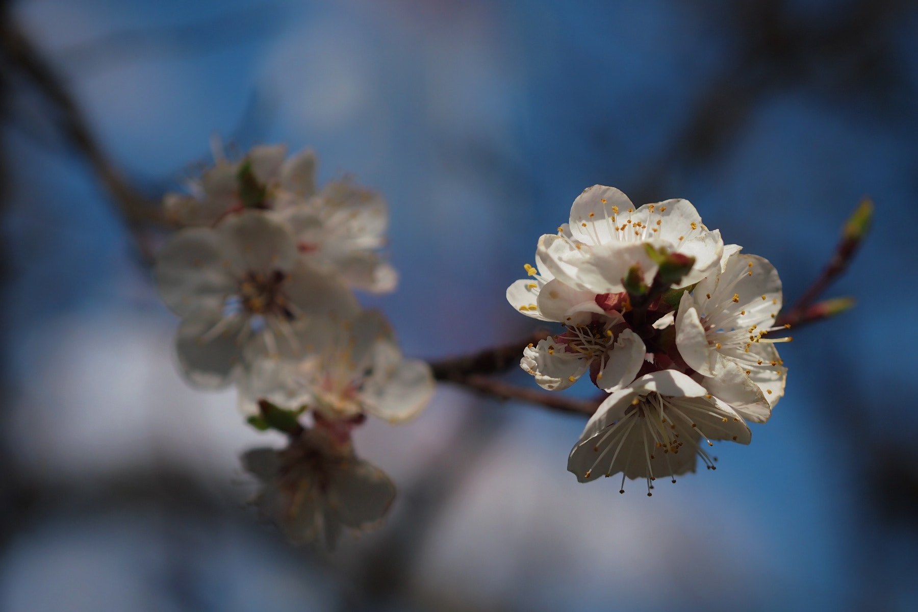 Olympus PEN E-PM1 sample photo. In bloom photography