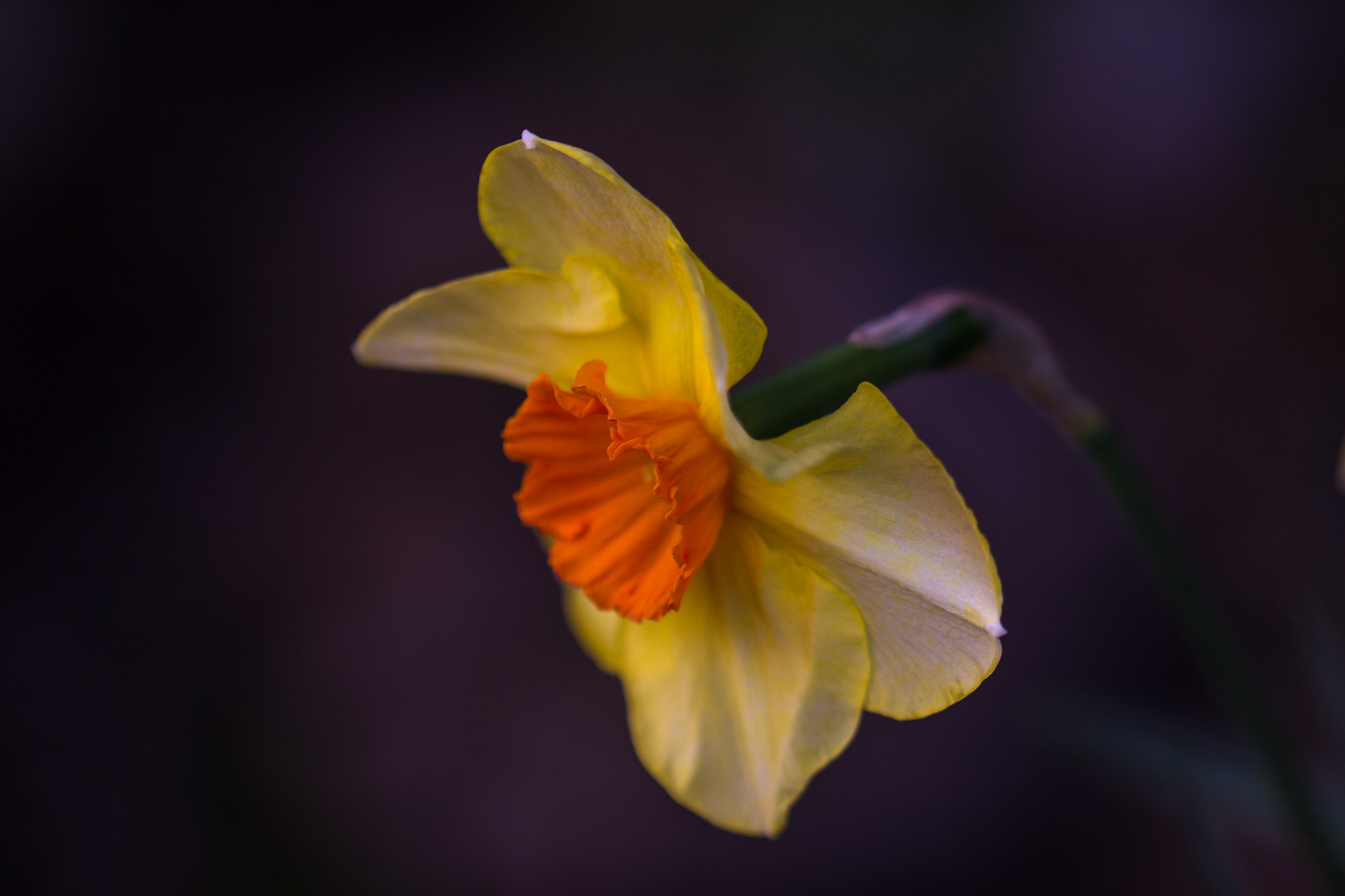 Canon EF 100mm F2.8L Macro IS USM sample photo. A light in the dark photography