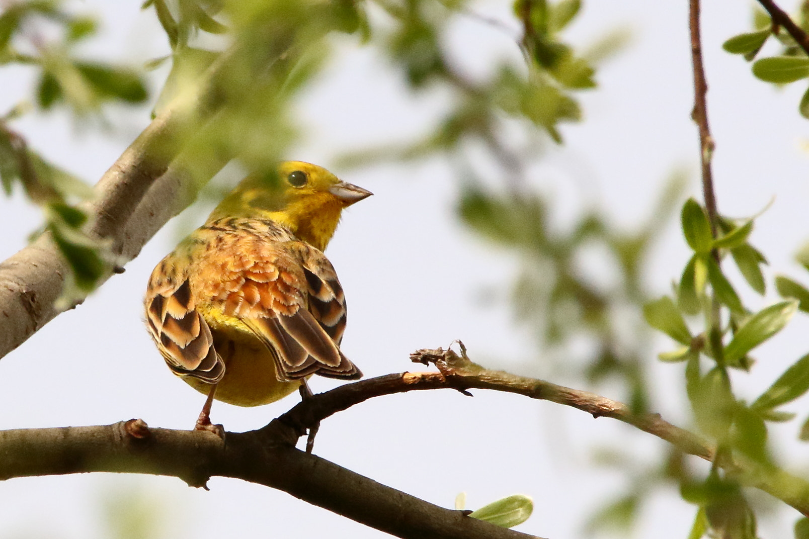 Sigma 150-600mm F5-6.3 DG OS HSM | C sample photo. Bruant jaune photography