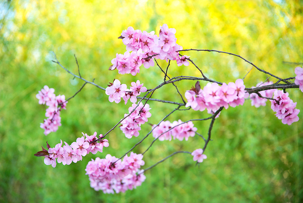 Nikon D610 + Sigma 24-105mm F4 DG OS HSM Art sample photo. Cherry blossom in the park photography