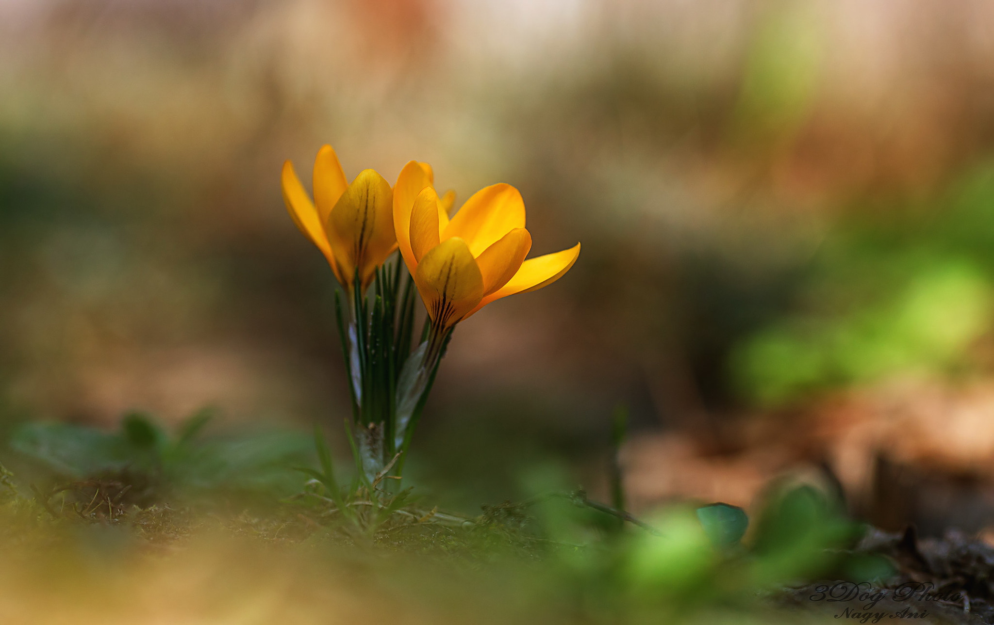 Canon EOS 6D + Canon EF 135mm F2L USM sample photo. Yellow crocus photography