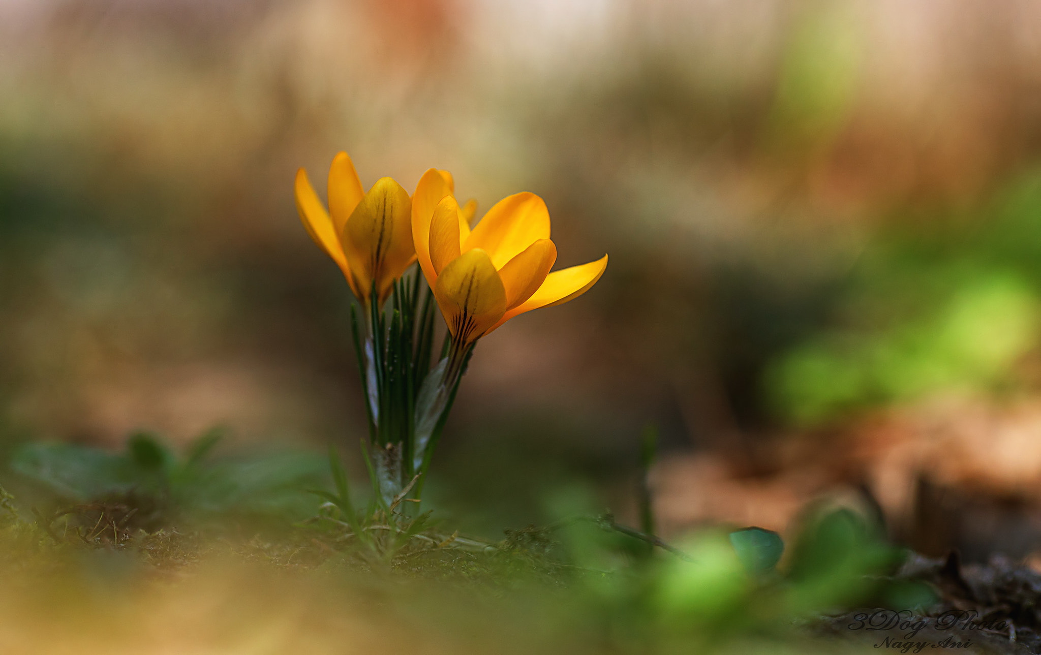 Canon EOS 6D sample photo. Yellow crocus photography