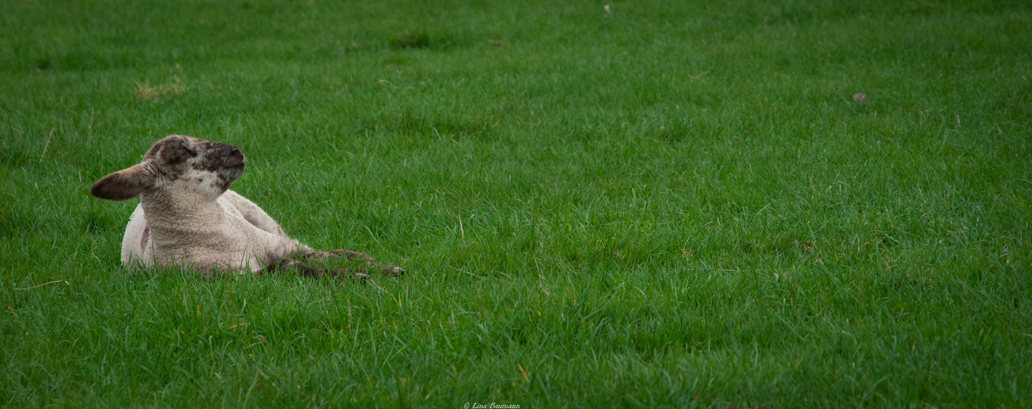 Nikon D3000 sample photo. Sleeping sheep photography