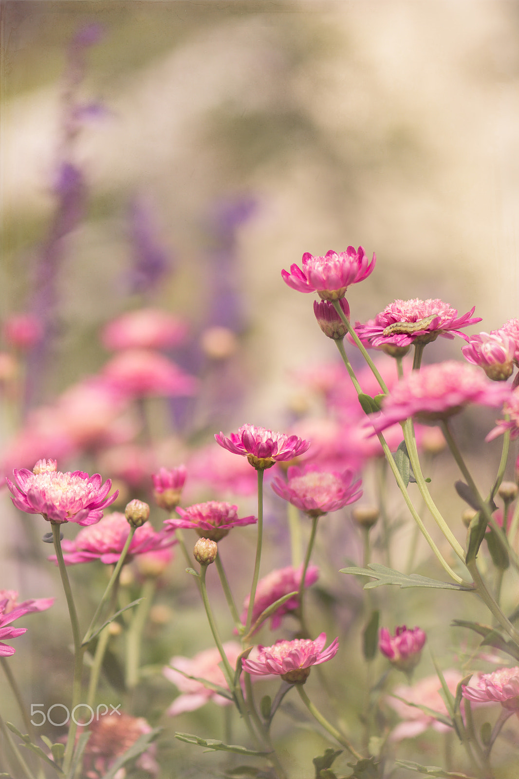 Nikon D7200 + Nikon AF-S Micro-Nikkor 105mm F2.8G IF-ED VR sample photo. Meadow in pink photography