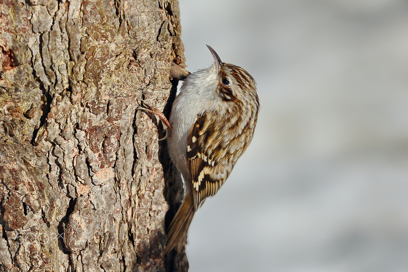 AF Zoom-Nikkor 35-80mm f/4-5.6D sample photo. Common treecreeper photography