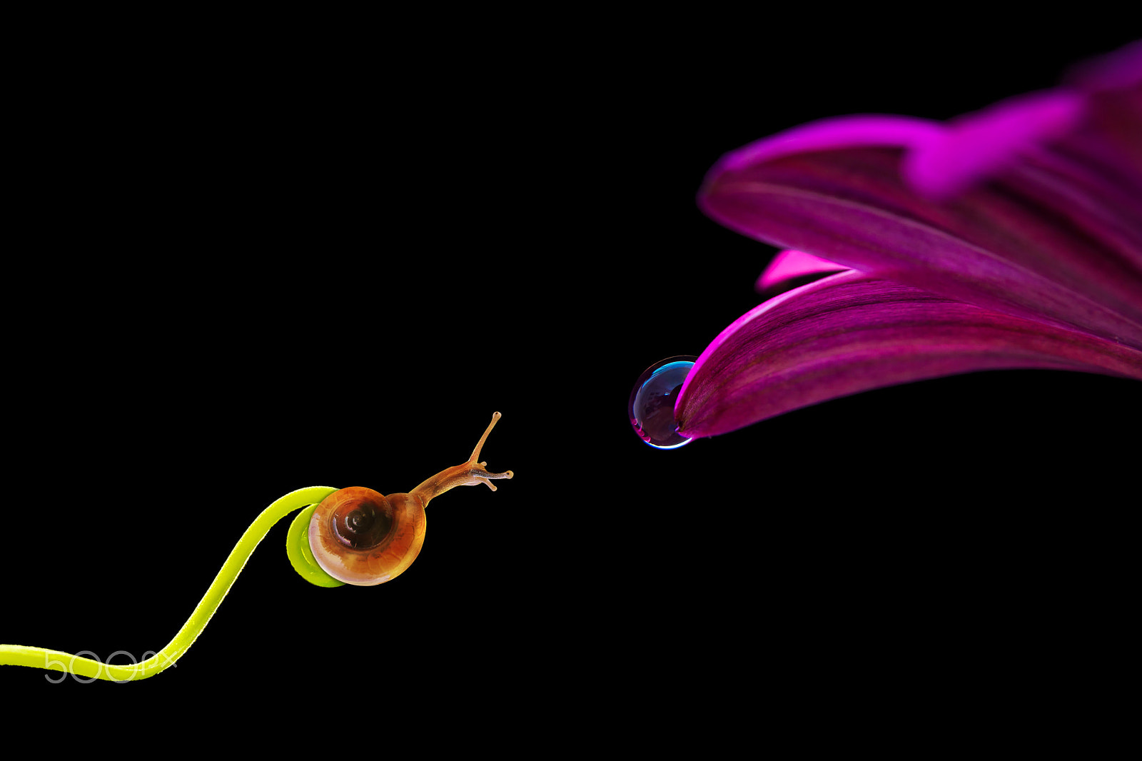 Canon EOS 1100D (EOS Rebel T3 / EOS Kiss X50) sample photo. Snail,snails,snail in black,flower,flowers photography