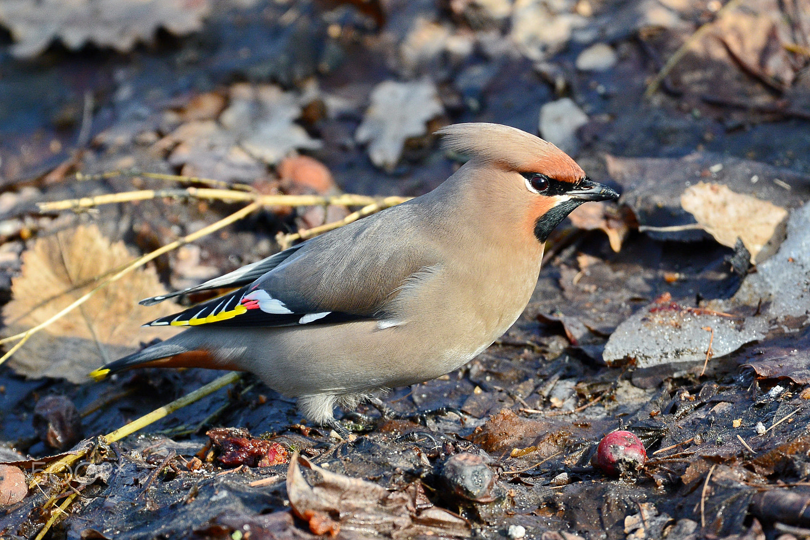 Nikon AF-S Nikkor 500mm F4D ED-IF II sample photo. Waxwing photography