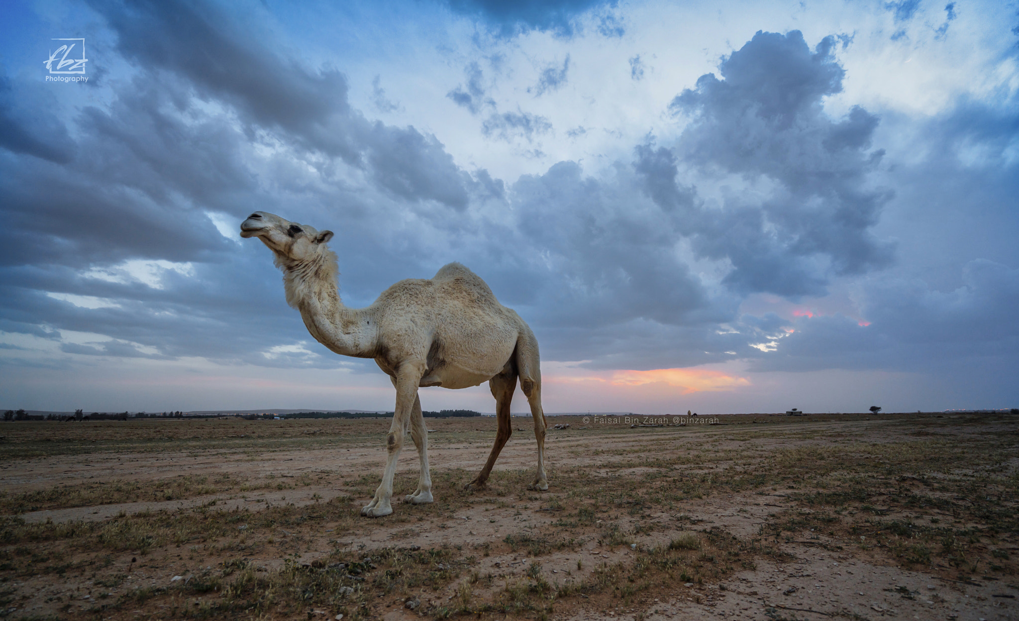 Sony a7R II sample photo. The camel and the sunset photography