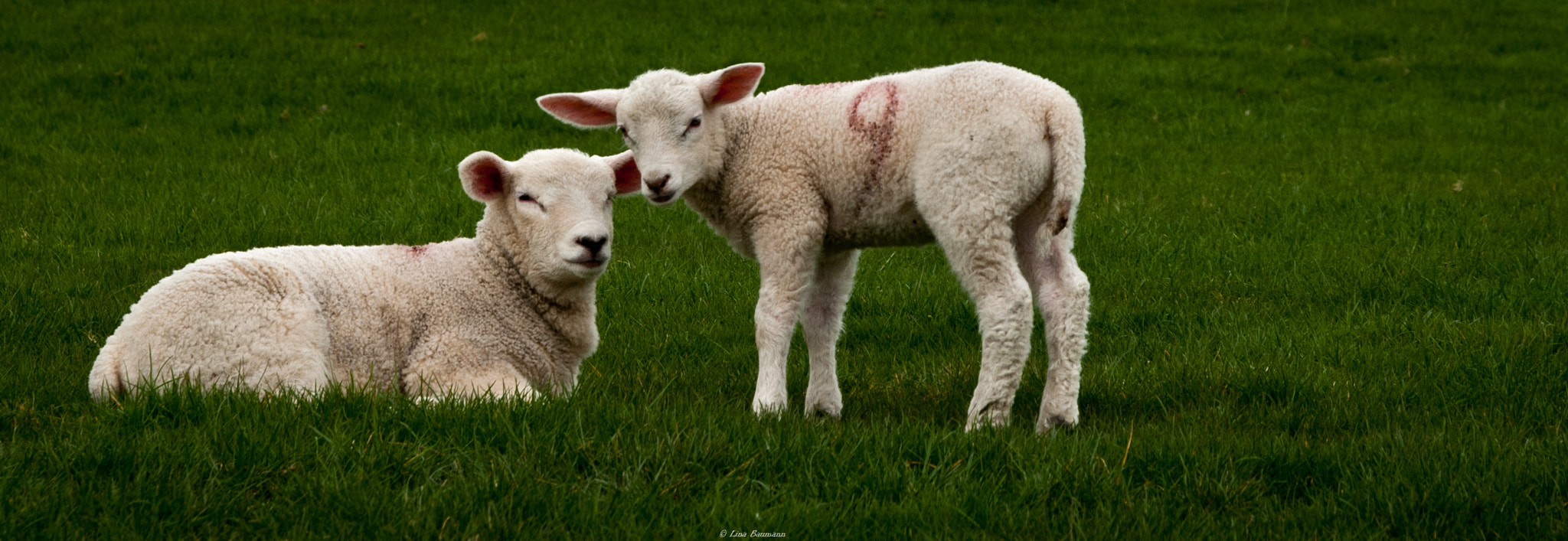 Nikon D3000 sample photo. Sheeps photography