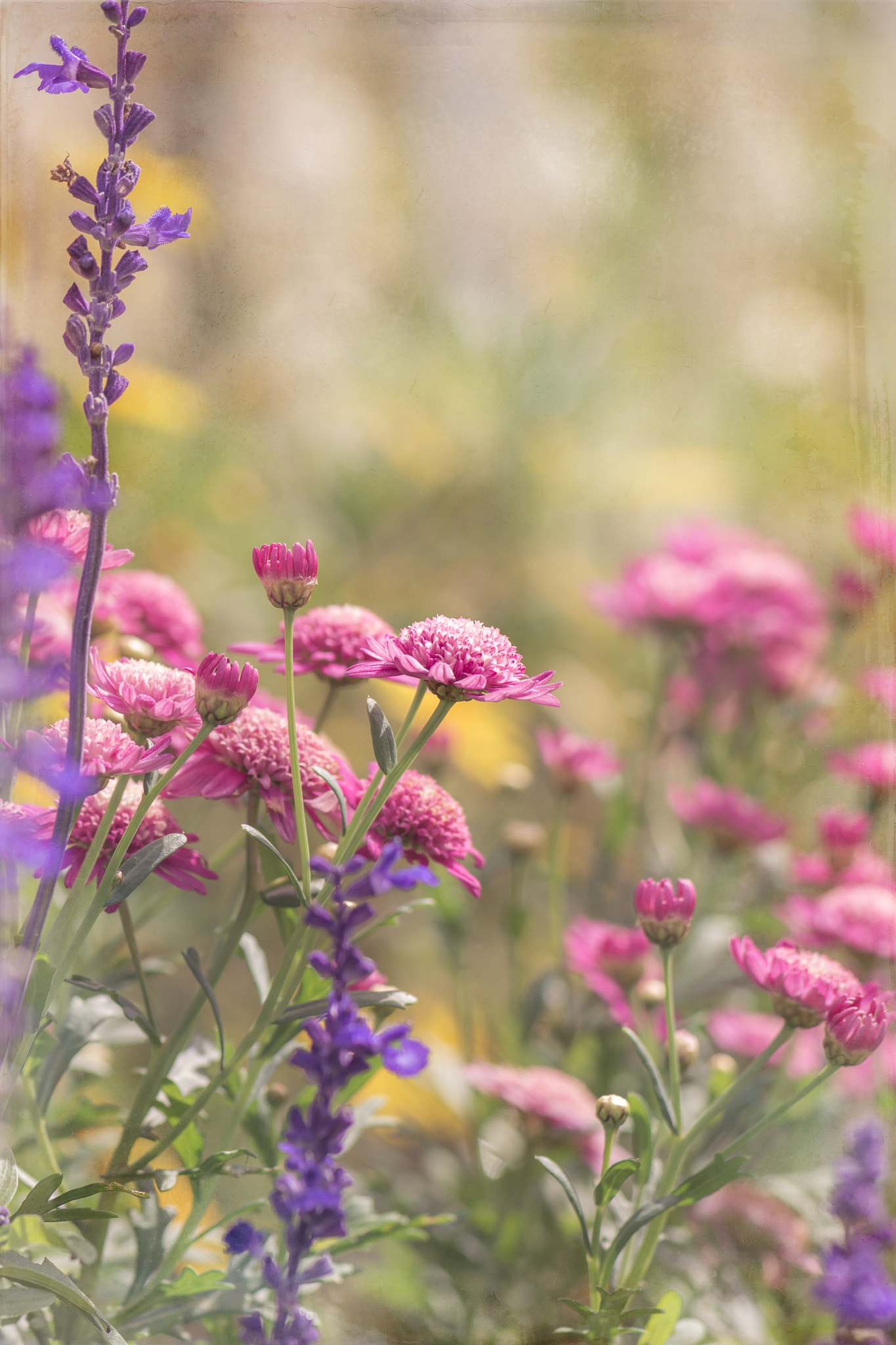 Nikon AF-S Micro-Nikkor 105mm F2.8G IF-ED VR sample photo. Autumn garden photography
