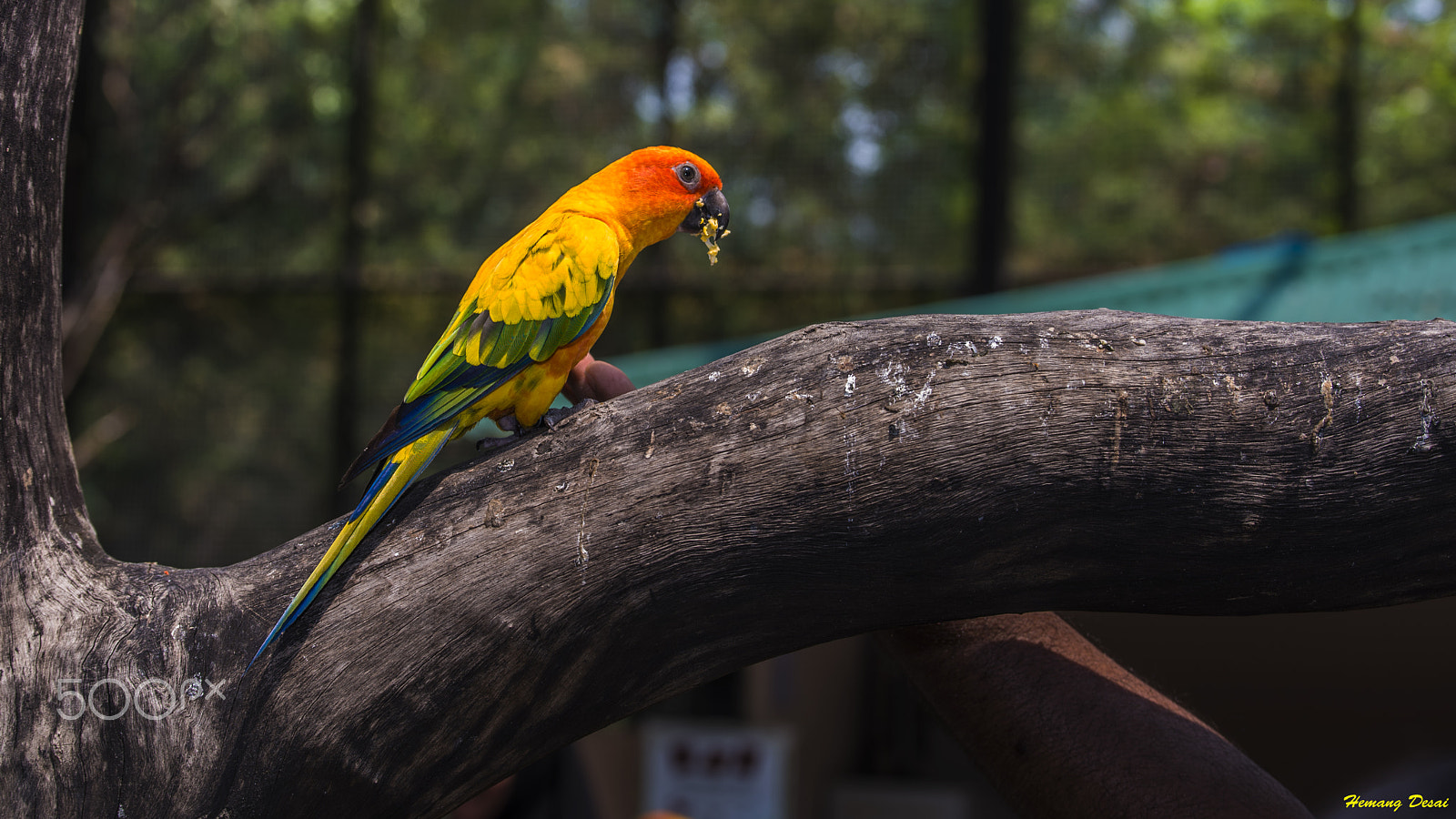 Nikon AF-S Nikkor 70-200mm F2.8G ED VR II sample photo. Love of food.... photography