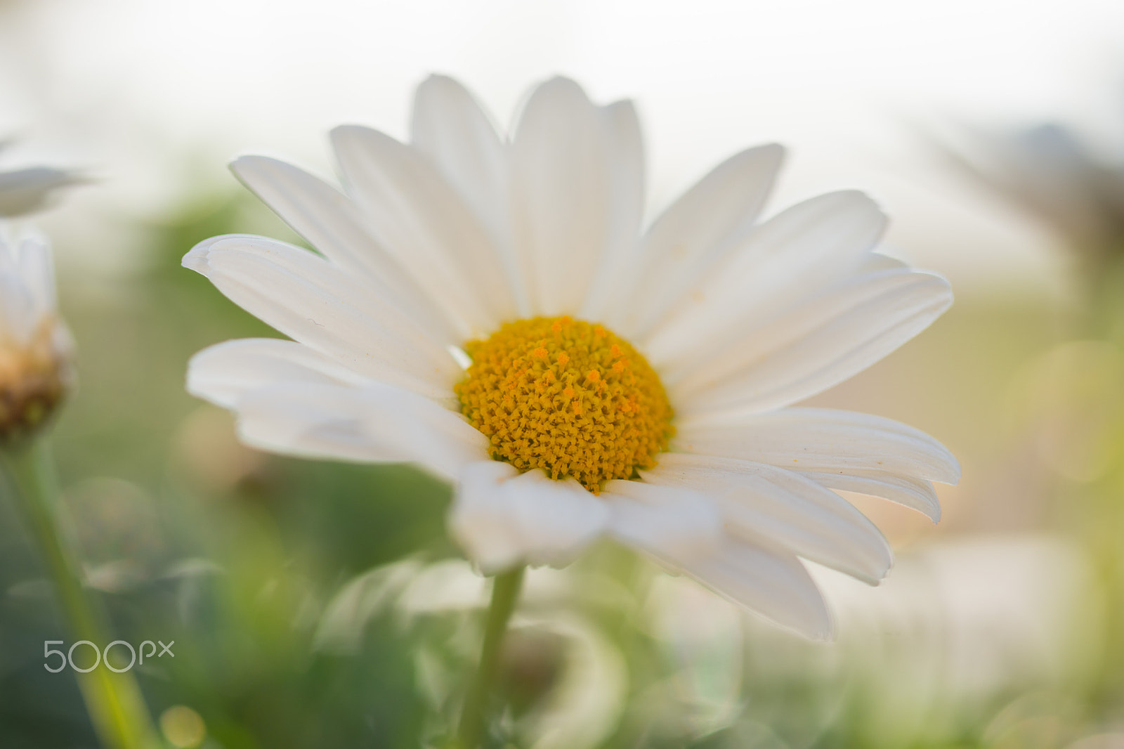 Sigma 105mm F2.8 EX DG OS HSM sample photo. Comeback in the garden photography