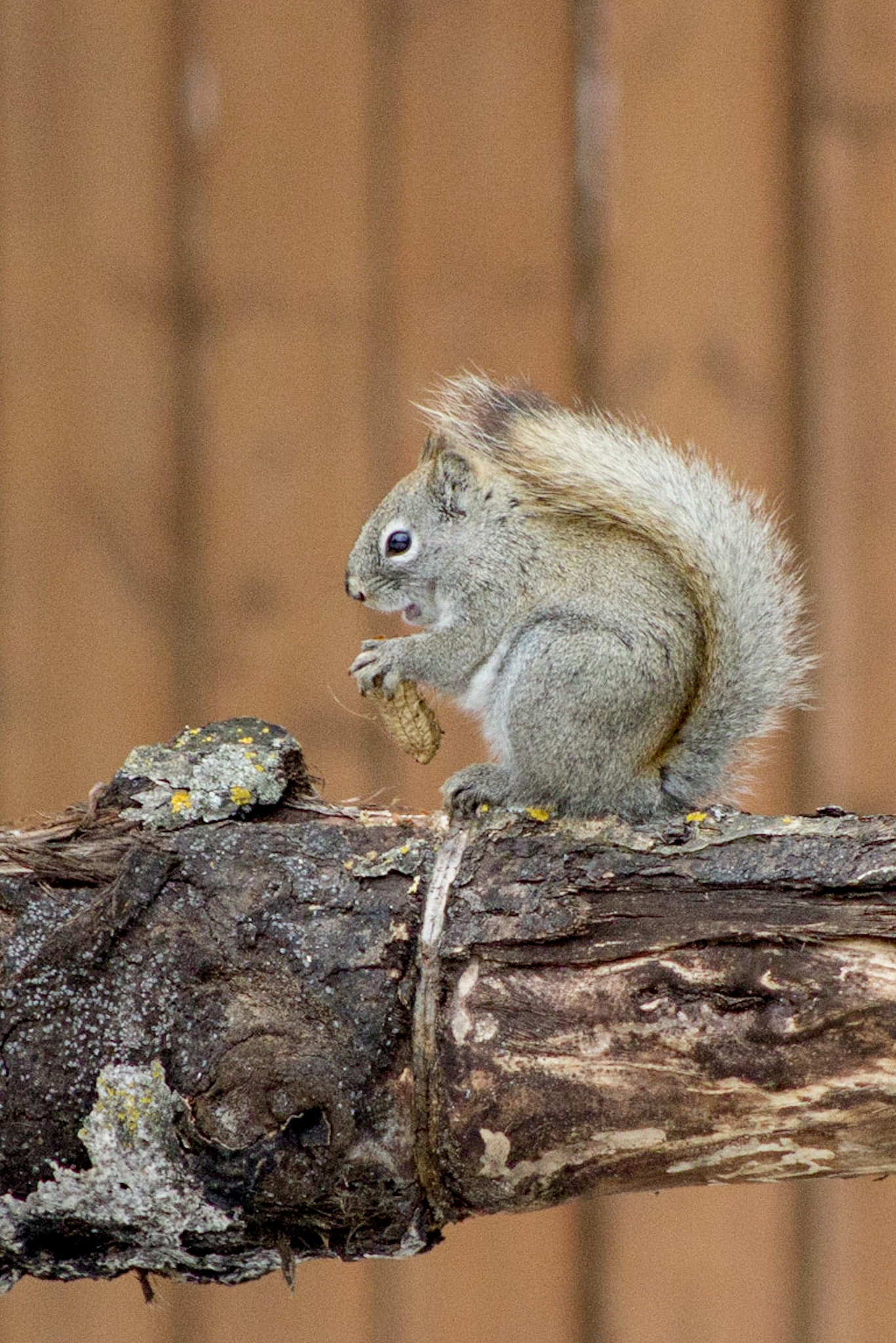 Canon EOS 600D (Rebel EOS T3i / EOS Kiss X5) + EF75-300mm f/4-5.6 sample photo. Little peanut eater photography