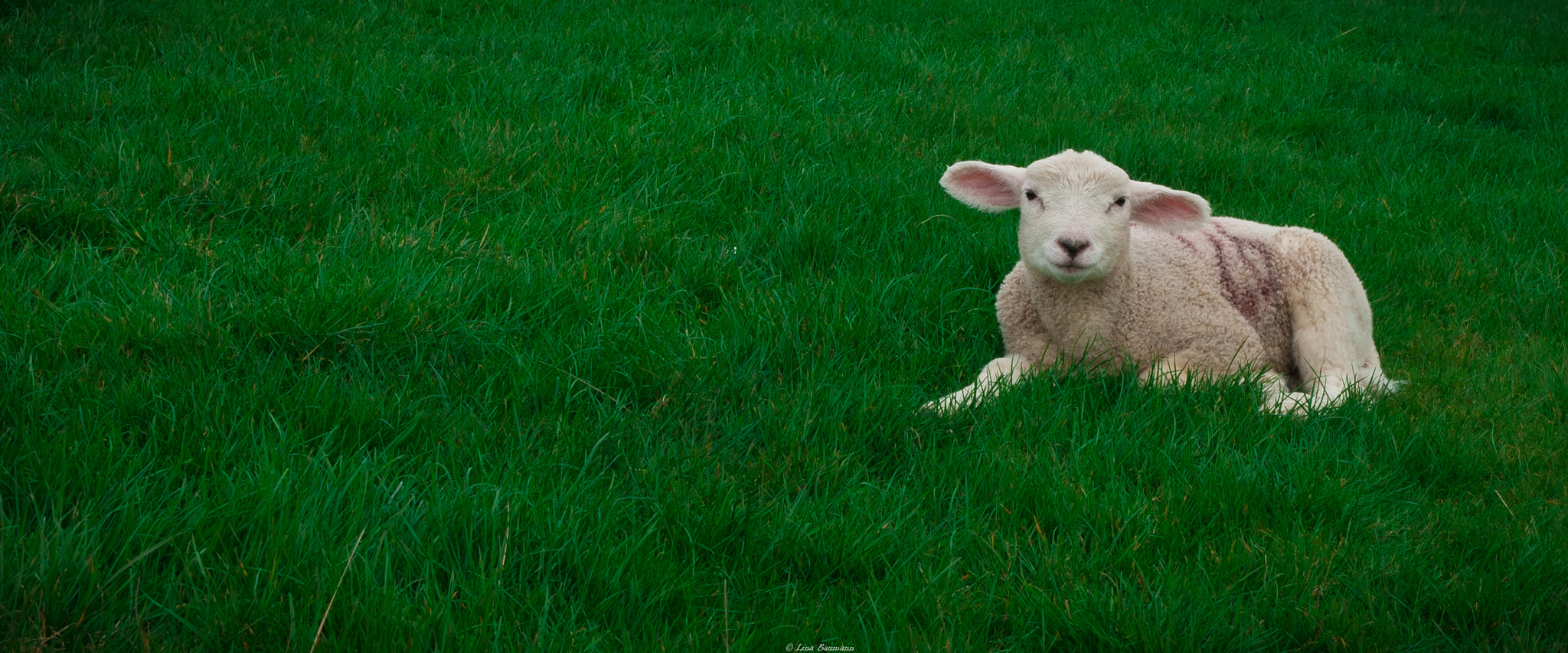 Nikon D3000 sample photo. Sheep photography