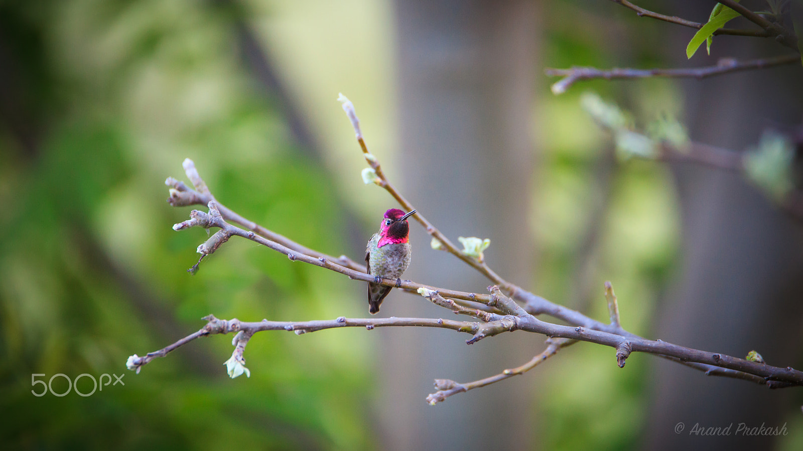 Tamron SP 150-600mm F5-6.3 Di VC USD sample photo. Tiny beauty photography