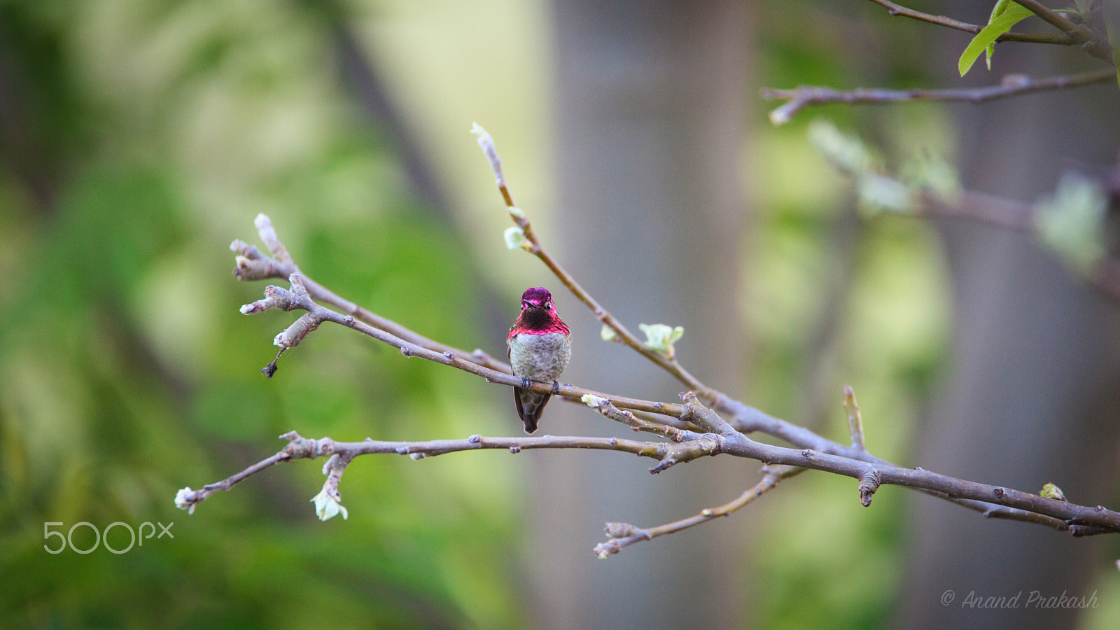 Tamron SP 150-600mm F5-6.3 Di VC USD sample photo. Tiny beauty photography