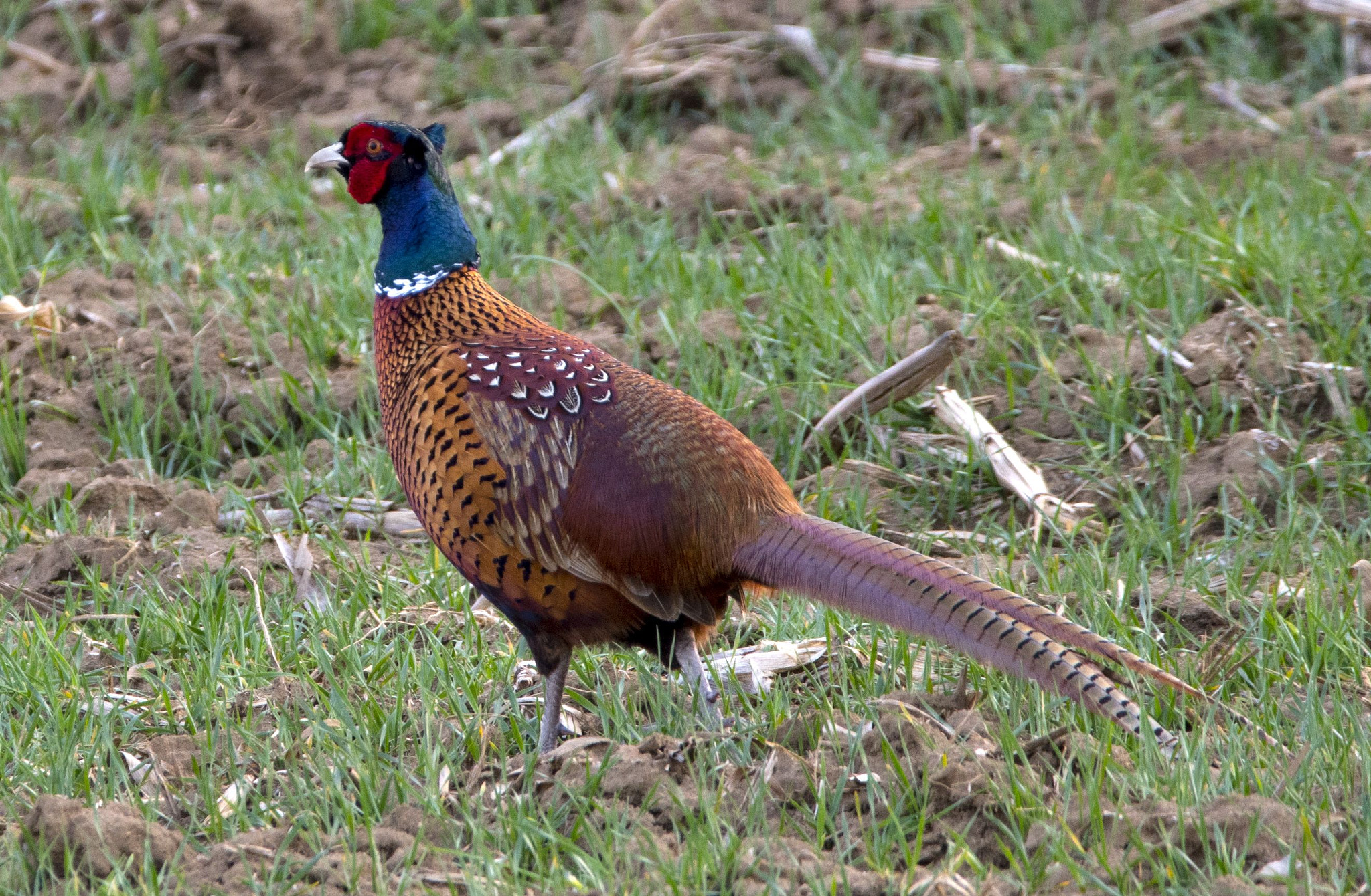 Nikon D5600 + Sigma 150-600mm F5-6.3 DG OS HSM | C sample photo. Phasianus colchicus photography