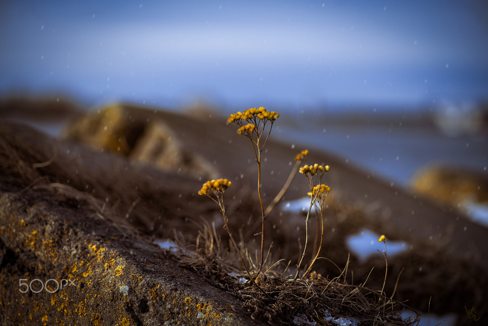 Nikon AF-S Micro-Nikkor 105mm F2.8G IF-ED VR sample photo. On the stone photography