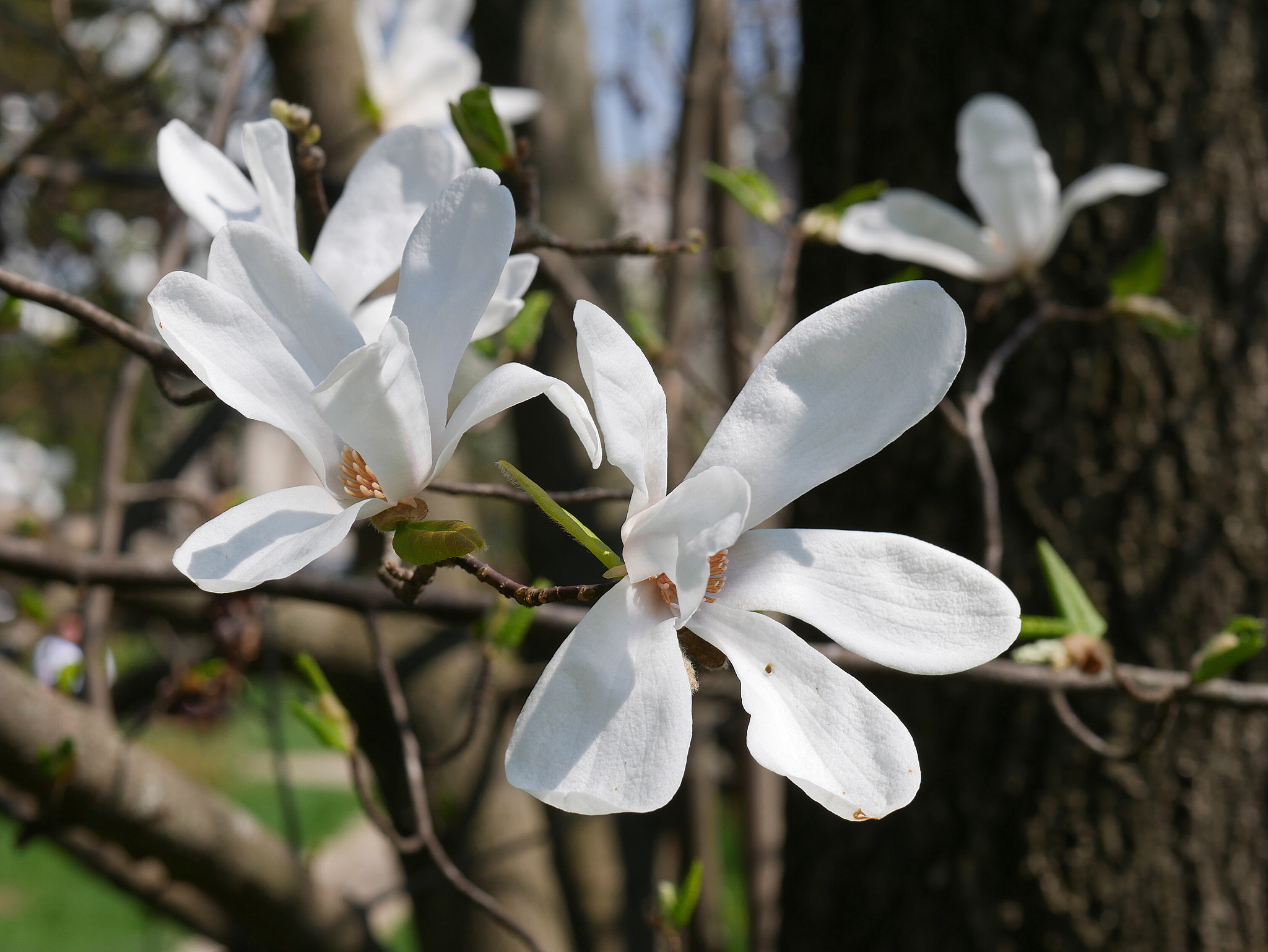 Panasonic Lumix DMC-G7 sample photo. Tree flower photography