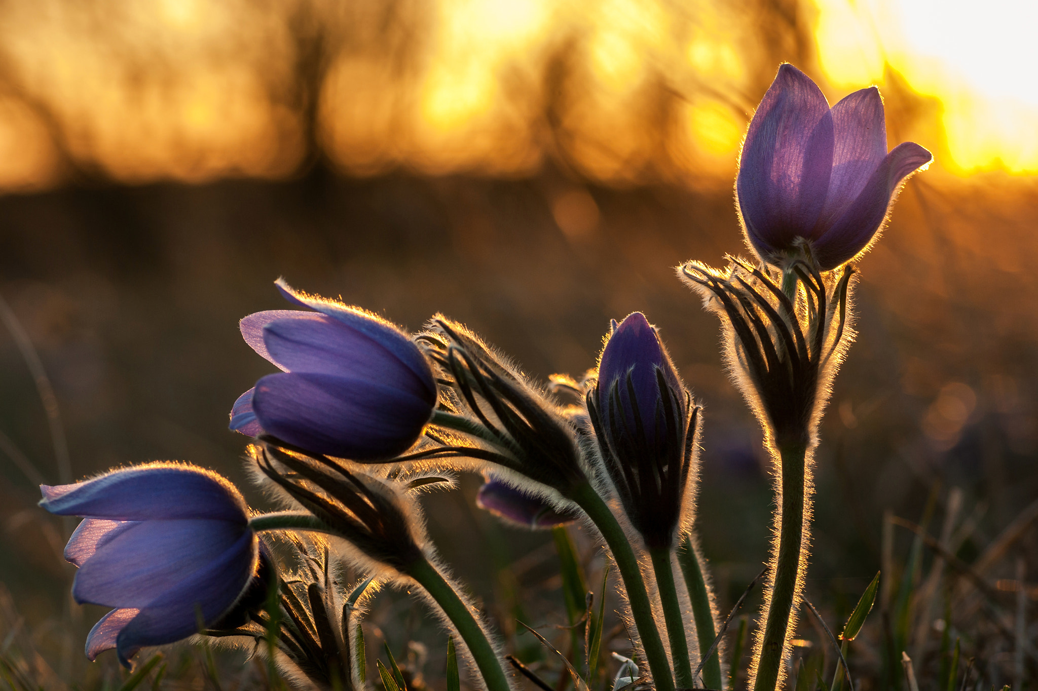 Pentax K10D sample photo. Pasqueflowers photography