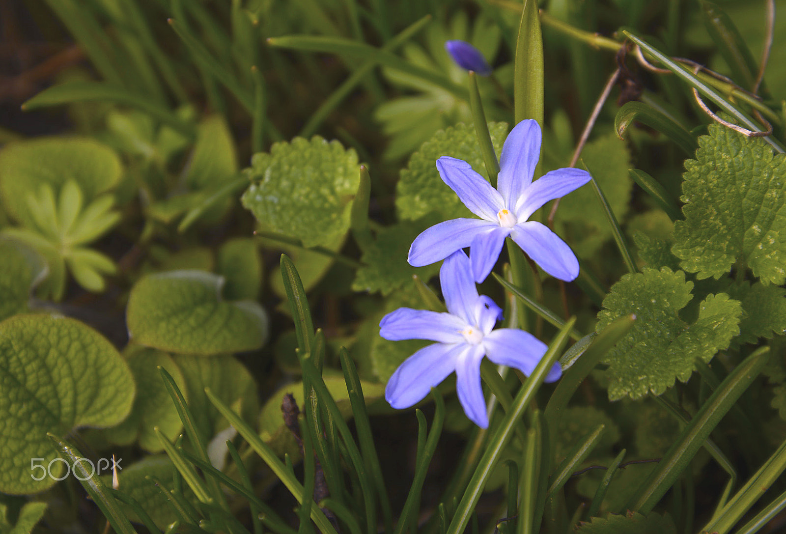 Nikon D600 sample photo. Blue photography