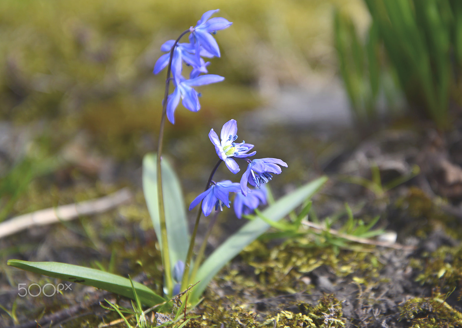 Nikon D600 sample photo. Blue photography