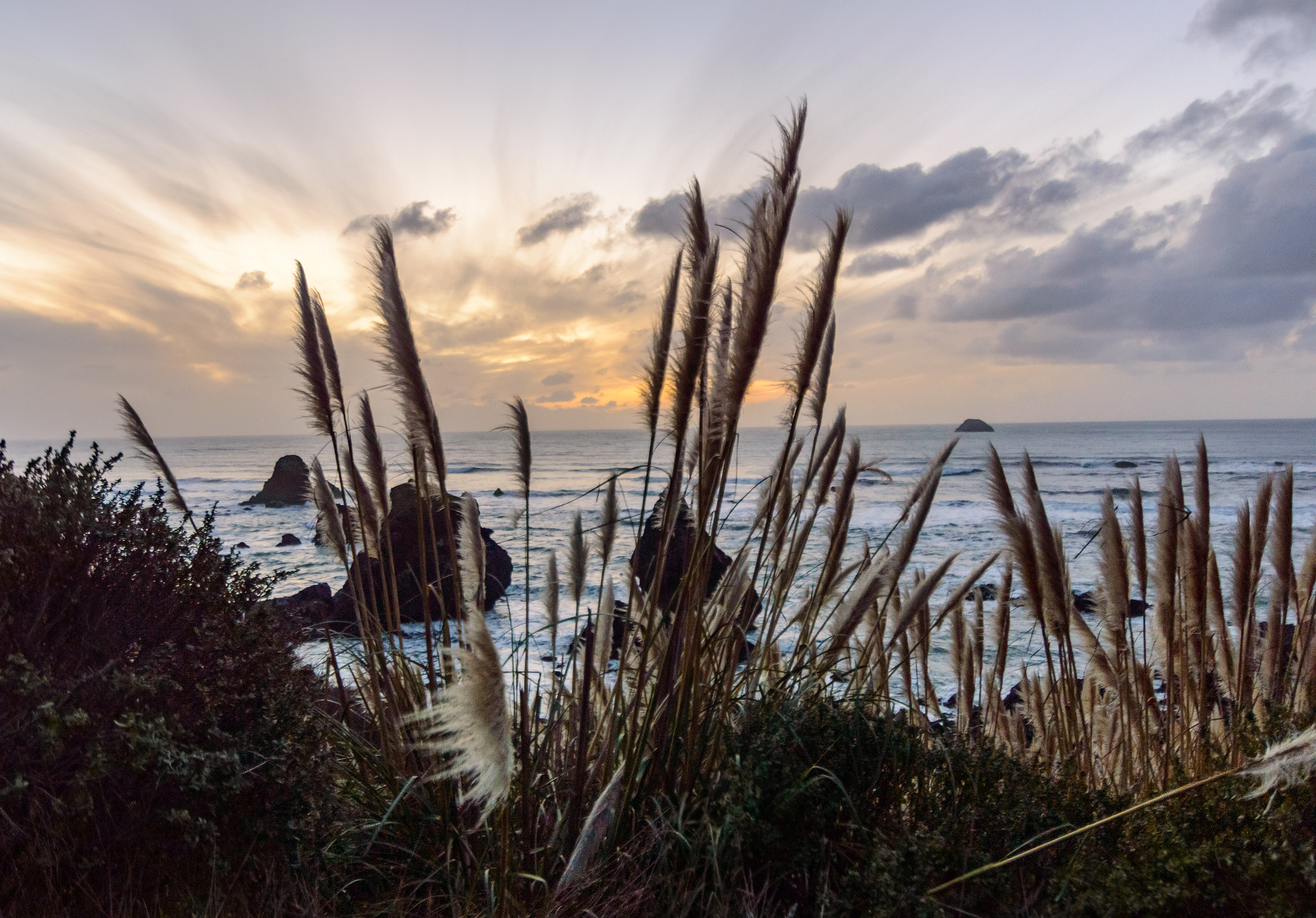 Nikon D3200 sample photo. Pampas grass, luffenholtz beach photography