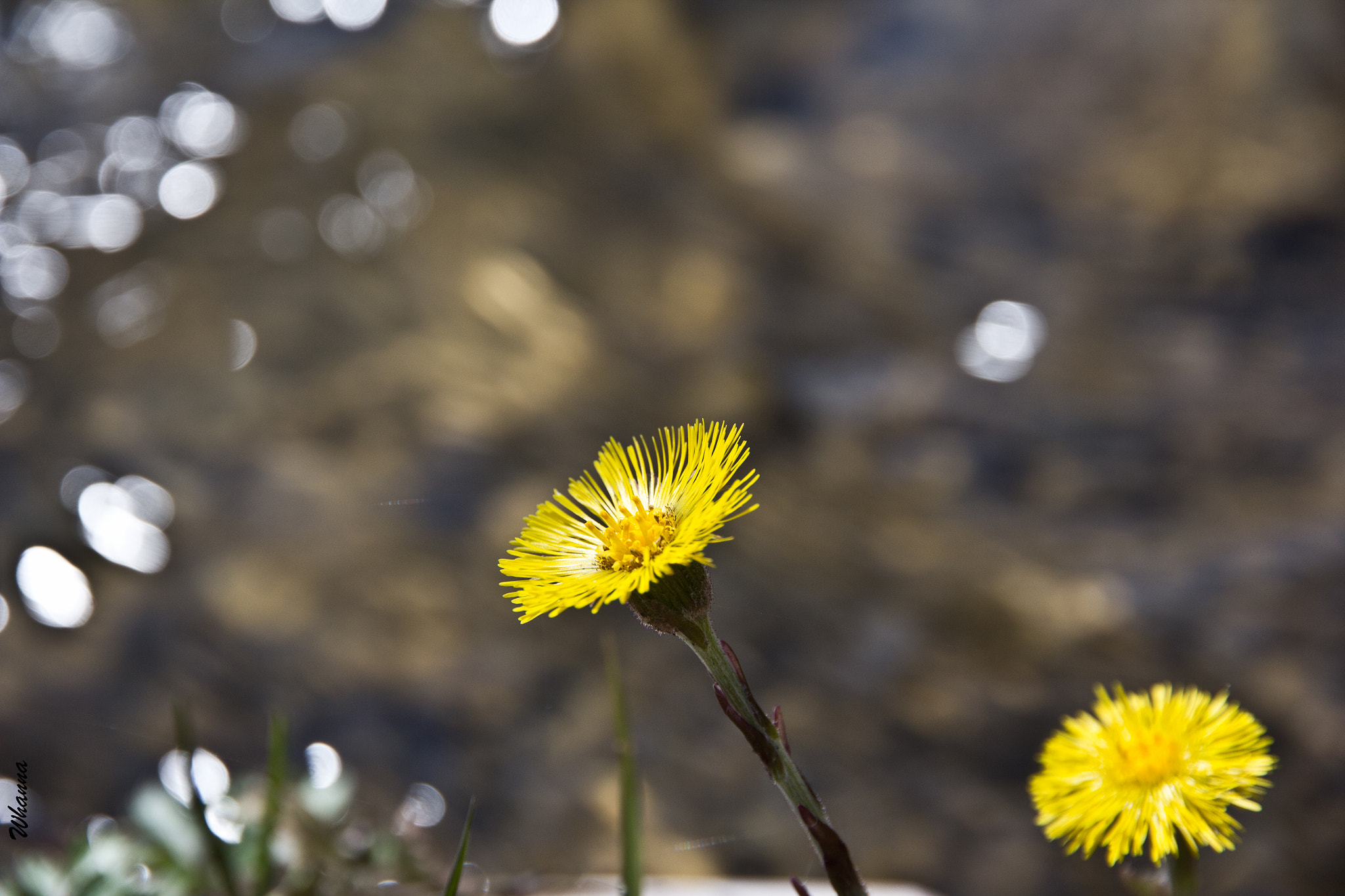 Canon EOS 60D sample photo. Twinkling light photography