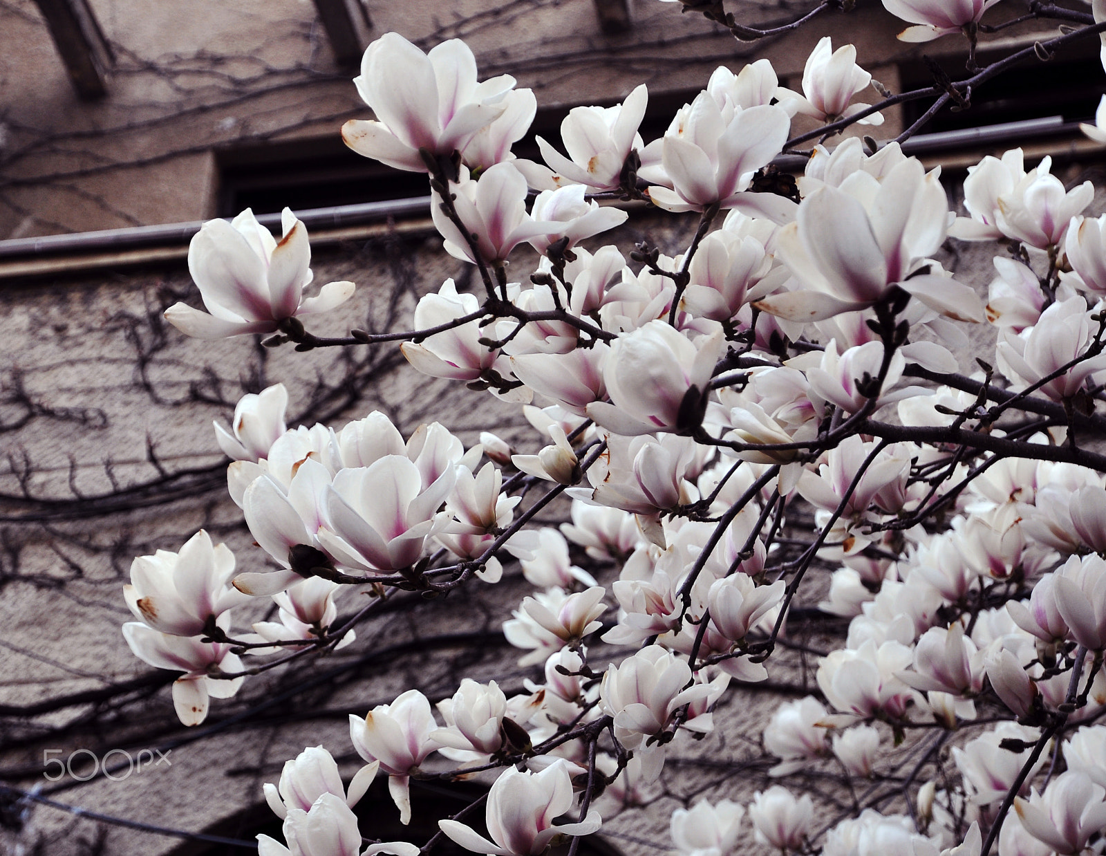 Nikon D90 sample photo. Magnolia flowers photography