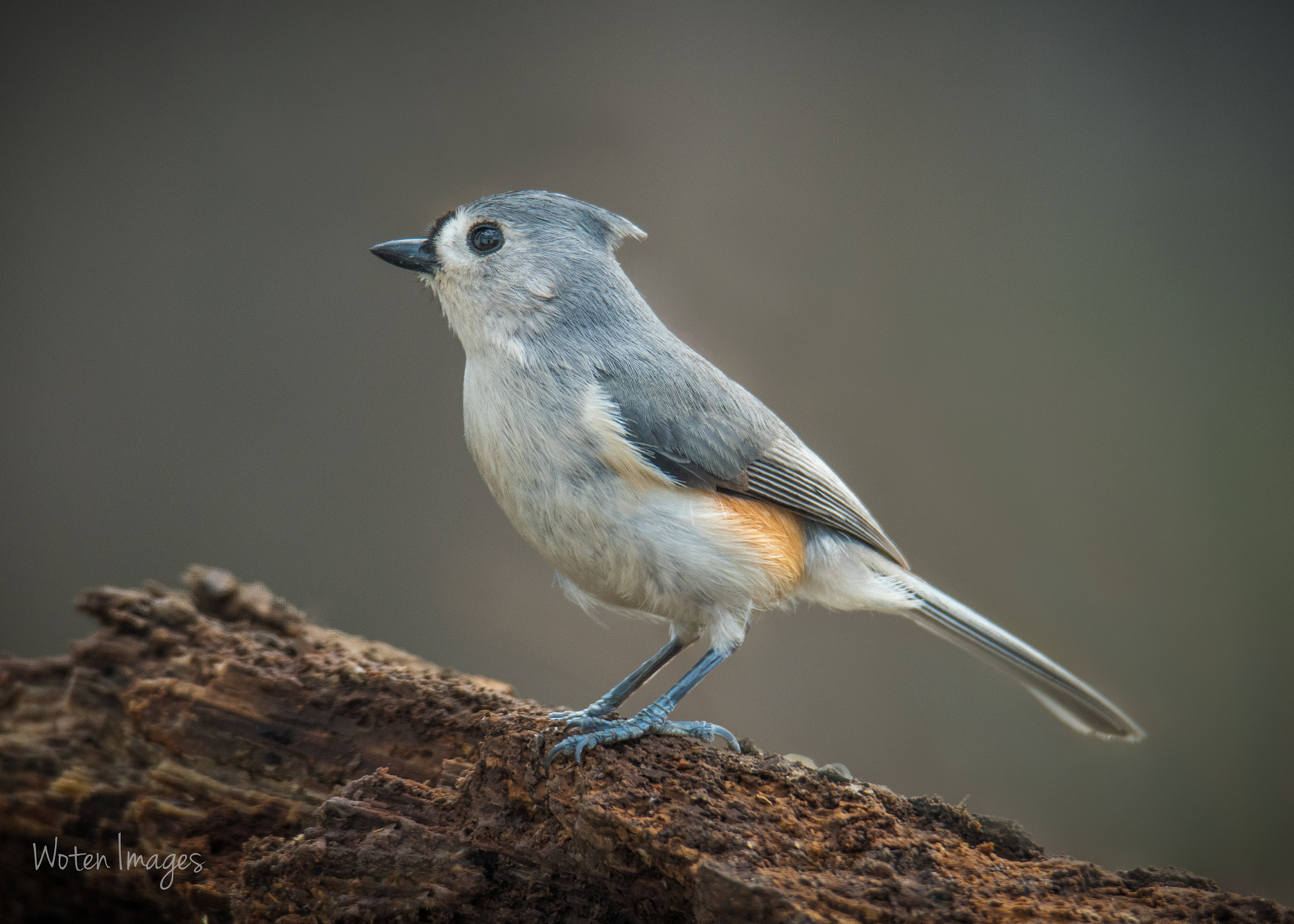 Sigma 50mm F2.8 EX DG Macro sample photo. Tufted titmouse photography