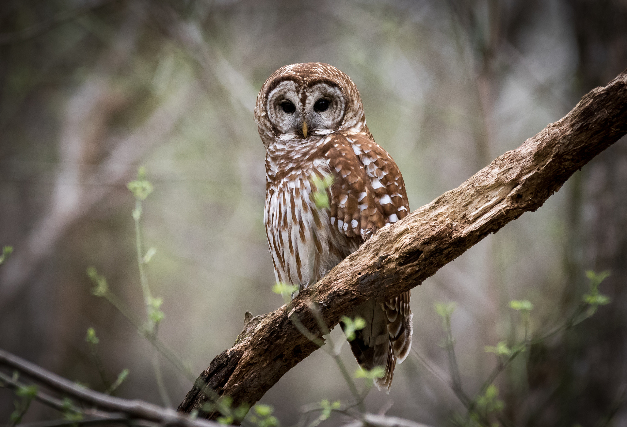 150-600mm F5-6.3 DG OS HSM | Contemporary 015 sample photo. Barred owl photography
