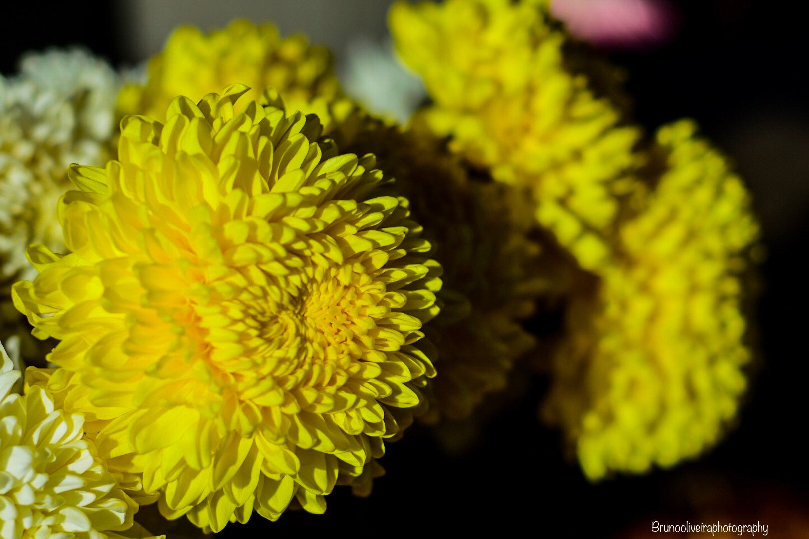 Nikon AF Nikkor 50mm F1.8D sample photo. Instagram: brunooliveiraphotography  photography