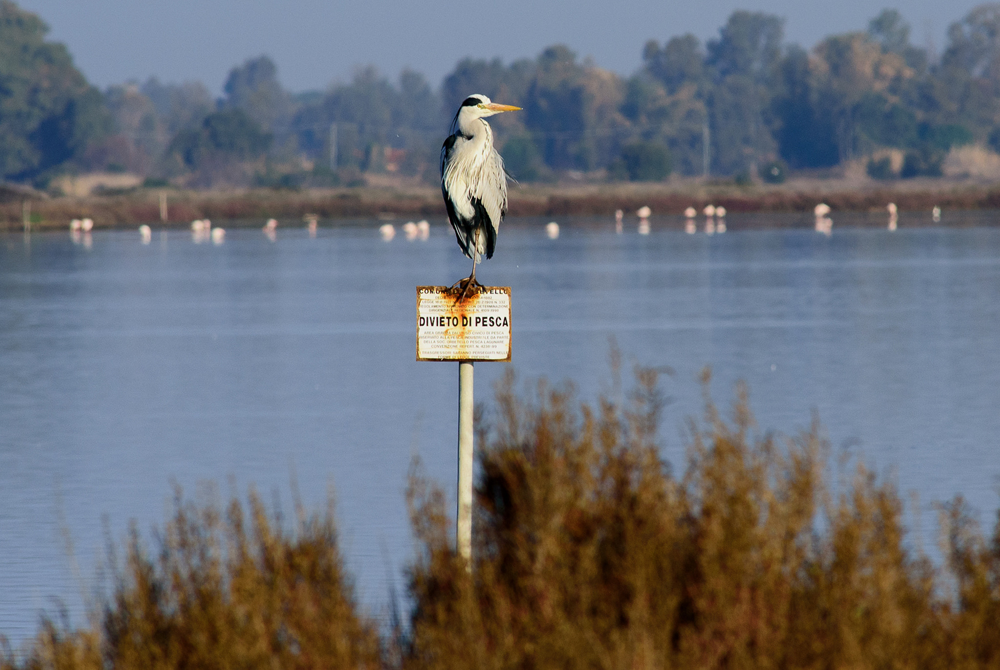 Nikon D750 + AF Nikkor 300mm f/4 IF-ED sample photo. Divieto di pesca photography