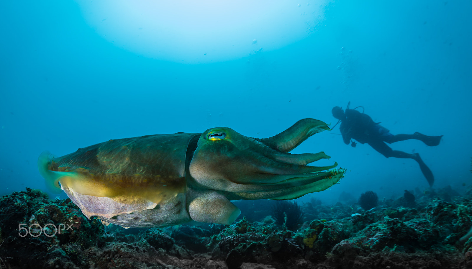 Sigma 15mm F2.8 EX DG Diagonal Fisheye sample photo. Cuttlefish photography