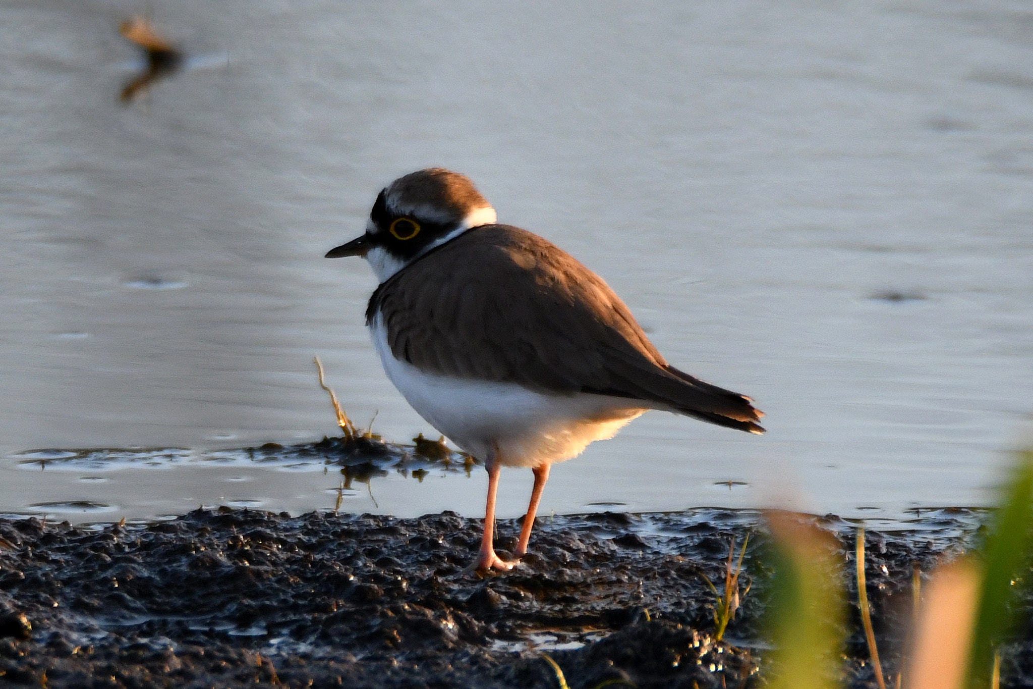 Nikon D500 sample photo. Little ringed plover (charadrius dubius) photography