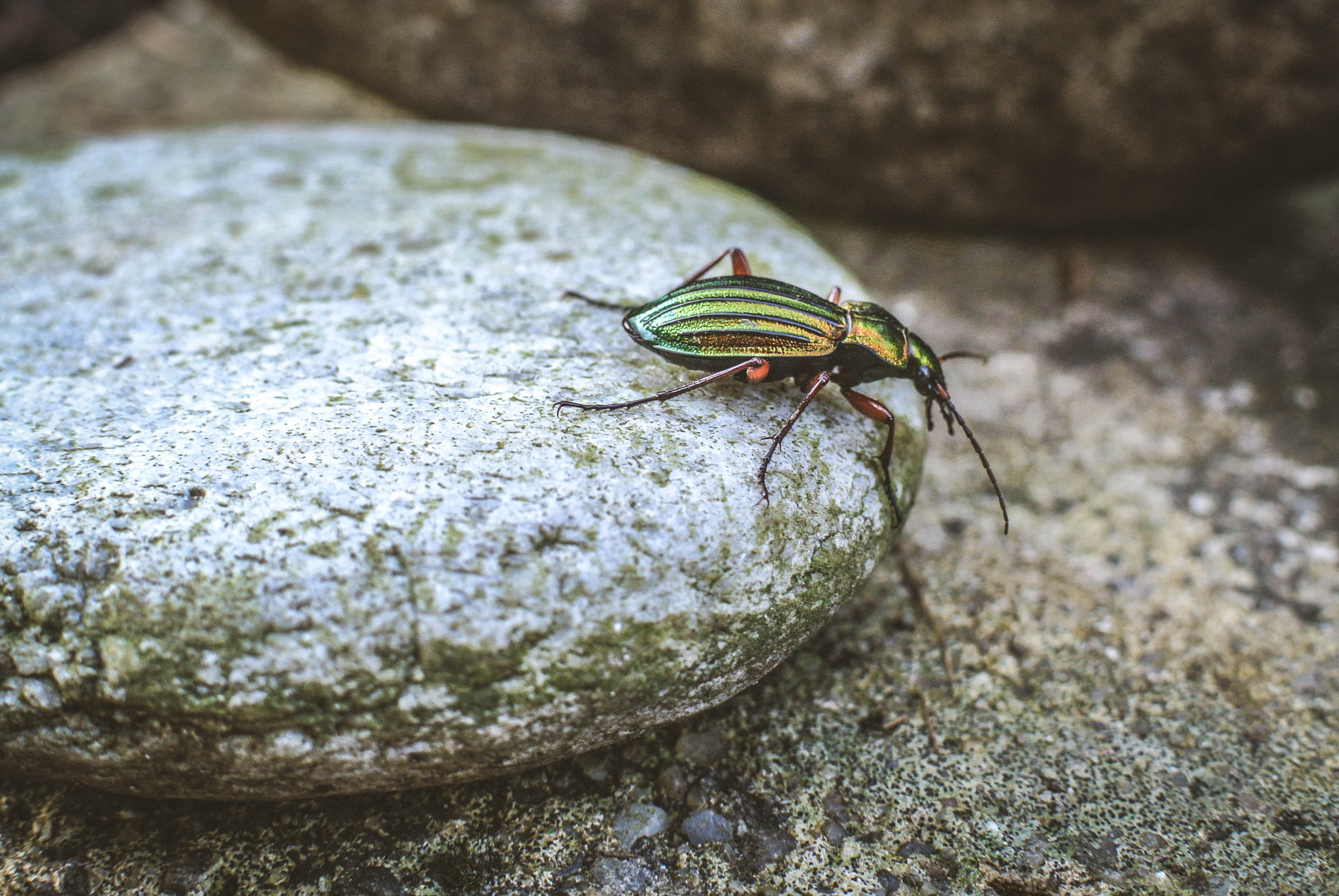 Nikon 1 Nikkor 18.5mm F1.8 sample photo. Beatle photography