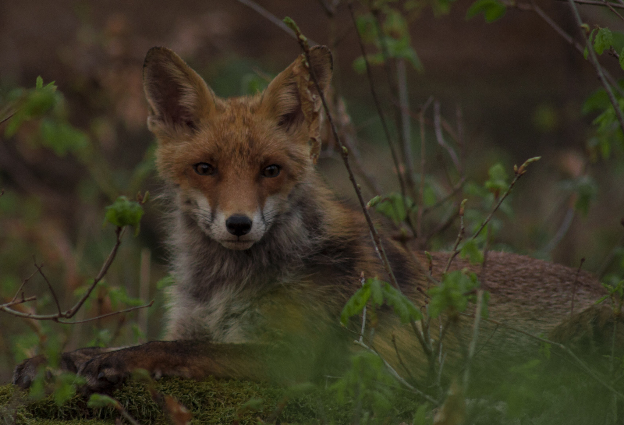 Nikon D90 + Sigma 70-300mm F4-5.6 APO DG Macro sample photo. Canis aureus photography