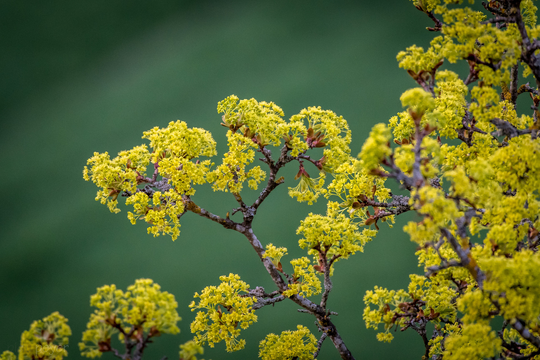 Nikon AF-S Nikkor 200-500mm F5.6E ED VR sample photo. Spring explosion photography
