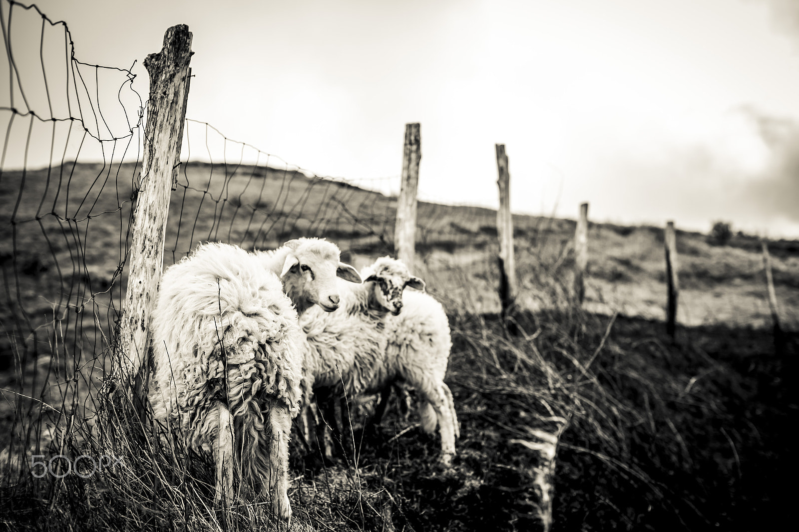 Canon EOS 6D sample photo. Lost sheeps photography