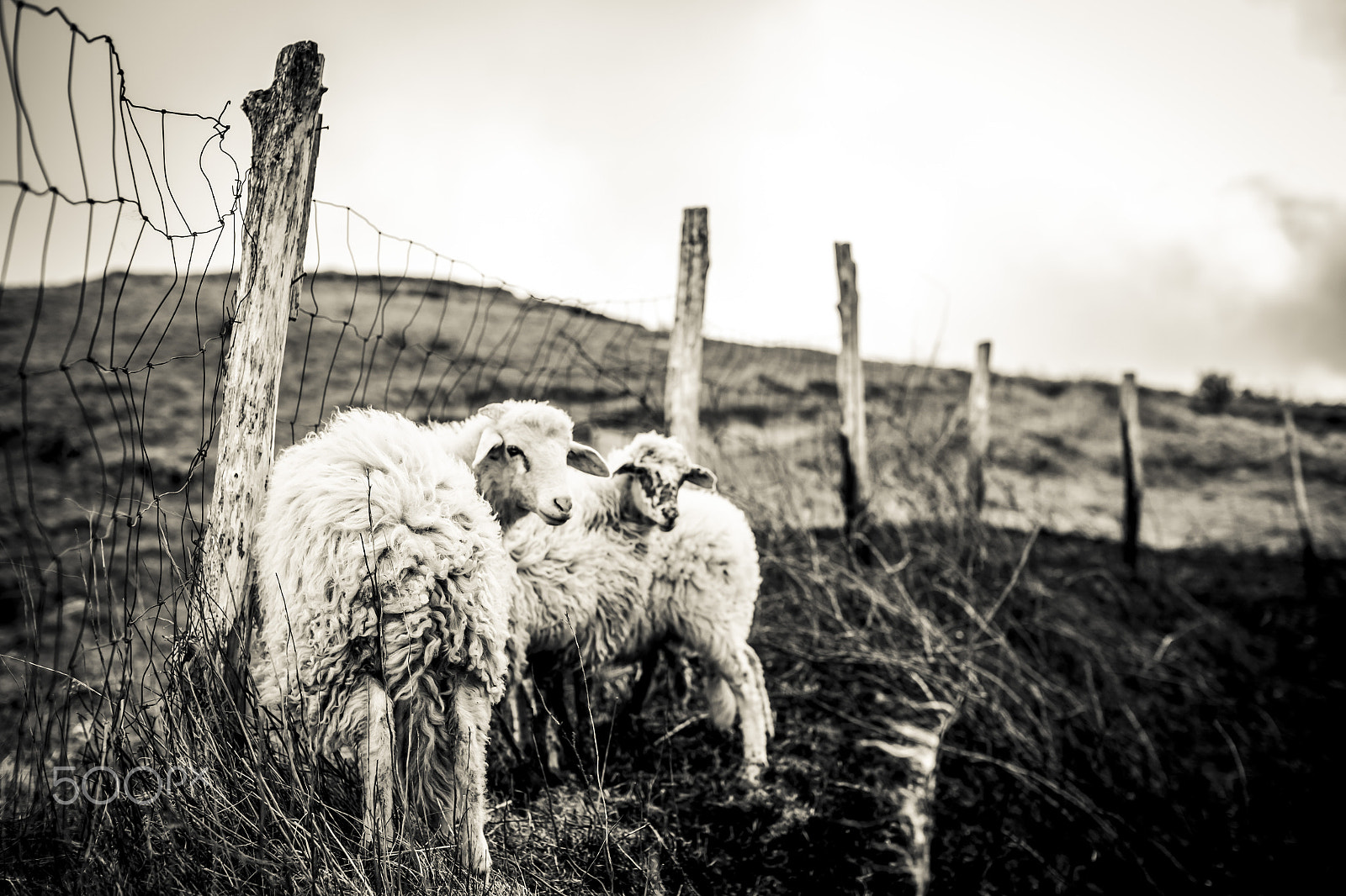 Canon EF 50mm F1.2L USM sample photo. Lost sheeps photography