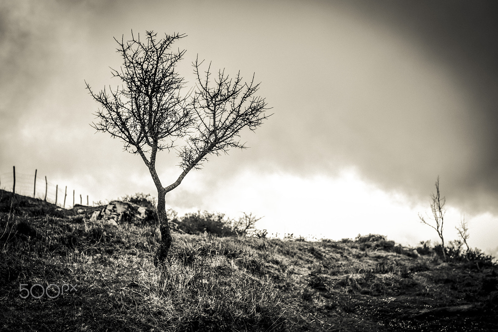 Canon EF 50mm F1.2L USM sample photo. Bare tree photography