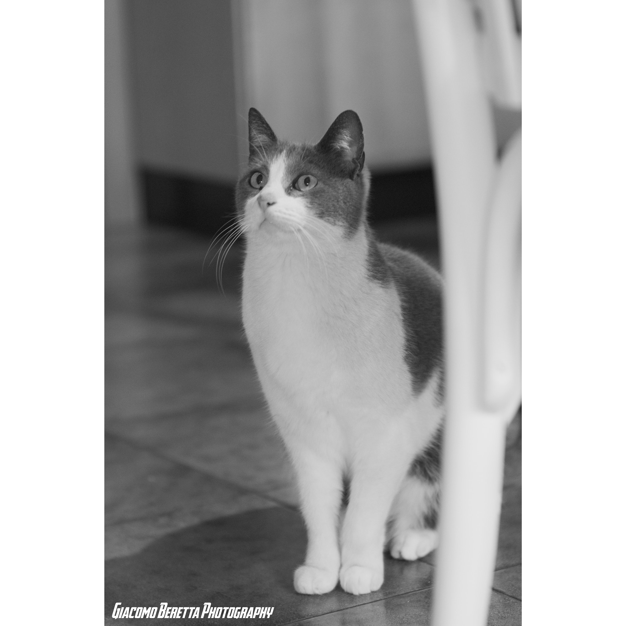 Canon EF 70-200mm F2.8L IS USM sample photo. Cleo. photography