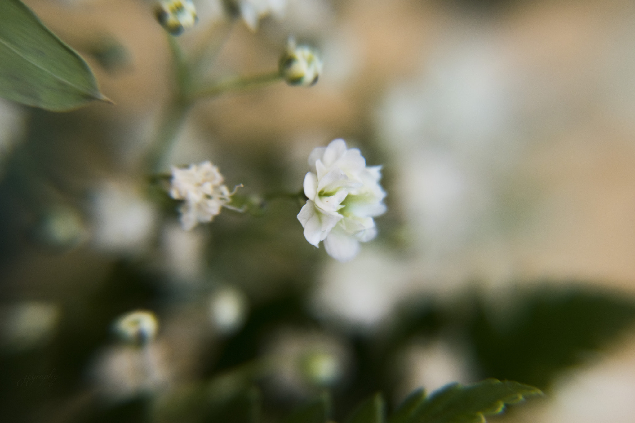 Nikon D5300 sample photo. Flower photography