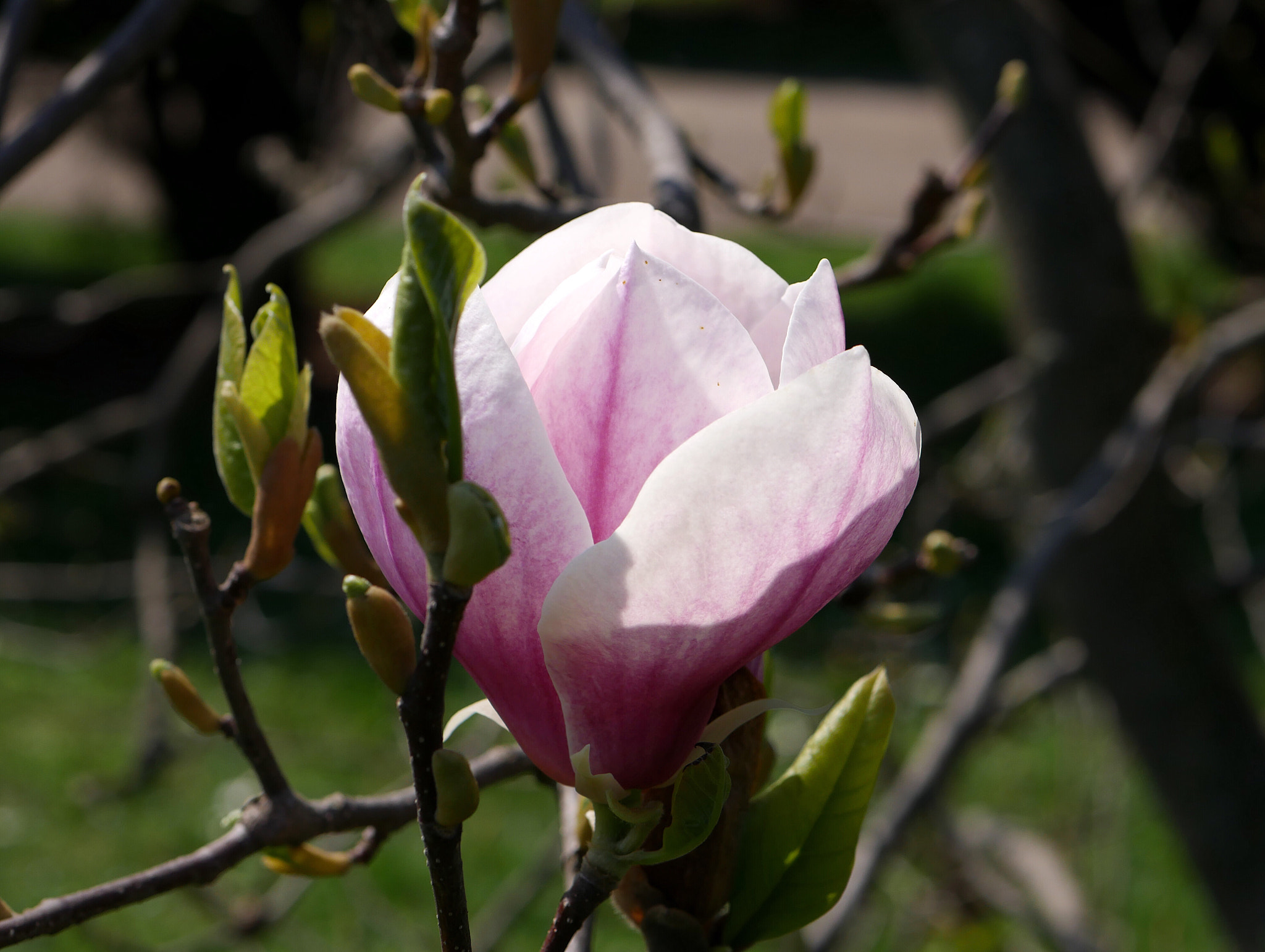 Panasonic Lumix G 42.5mm F1.7 ASPH Power OIS sample photo. Magnolia photography